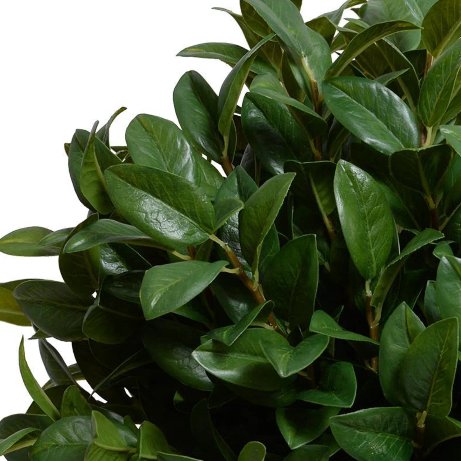 Laurel Leaf Topiary in Terracotta - Image 2