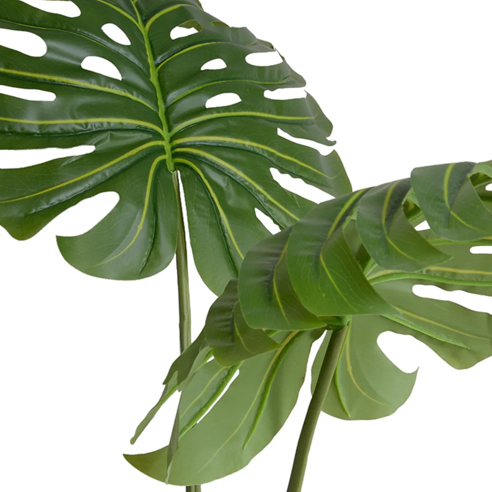 Monstera Leaves in Glass - Image 2