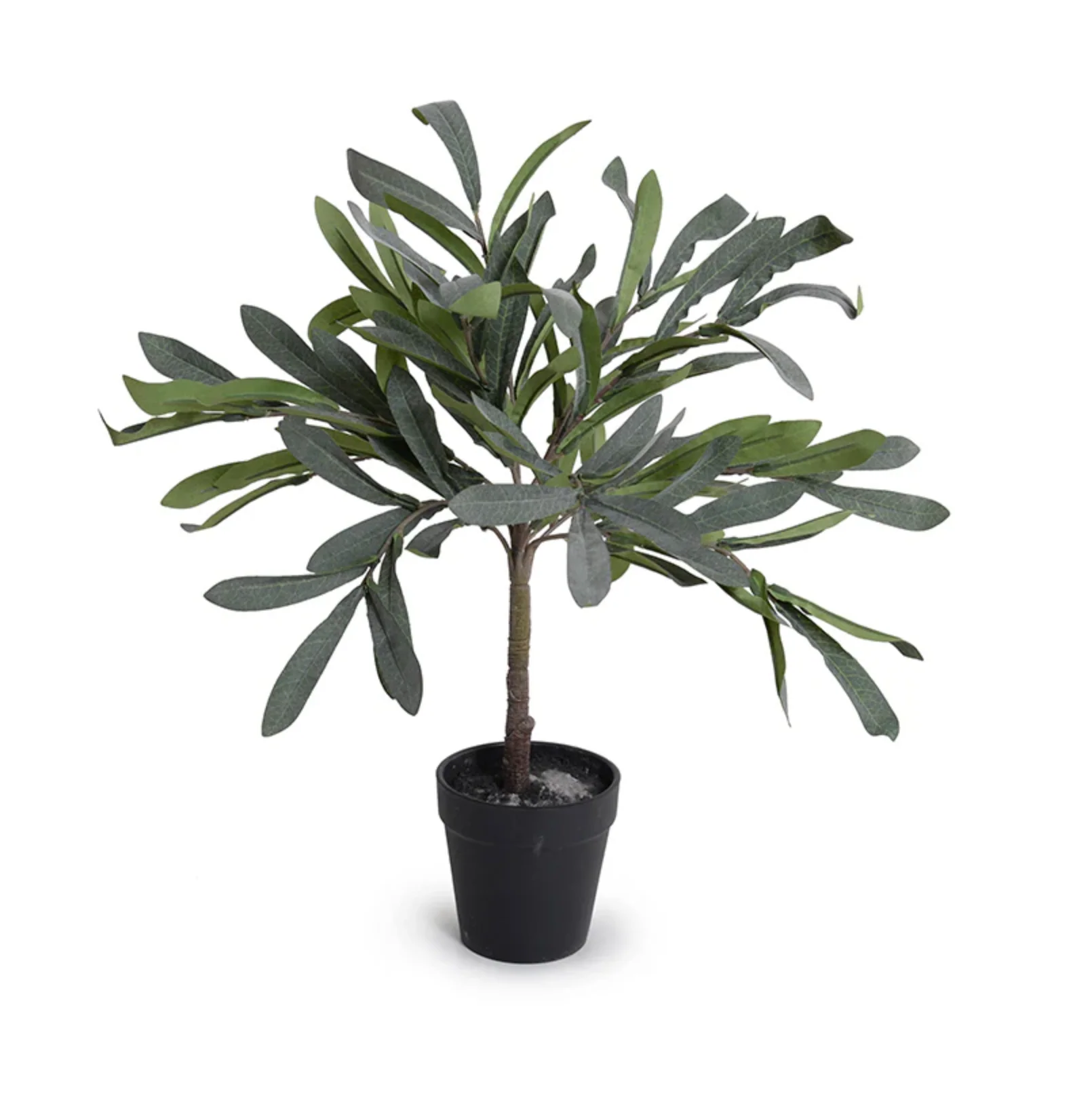 Olive Leaf Topiary - Image 1