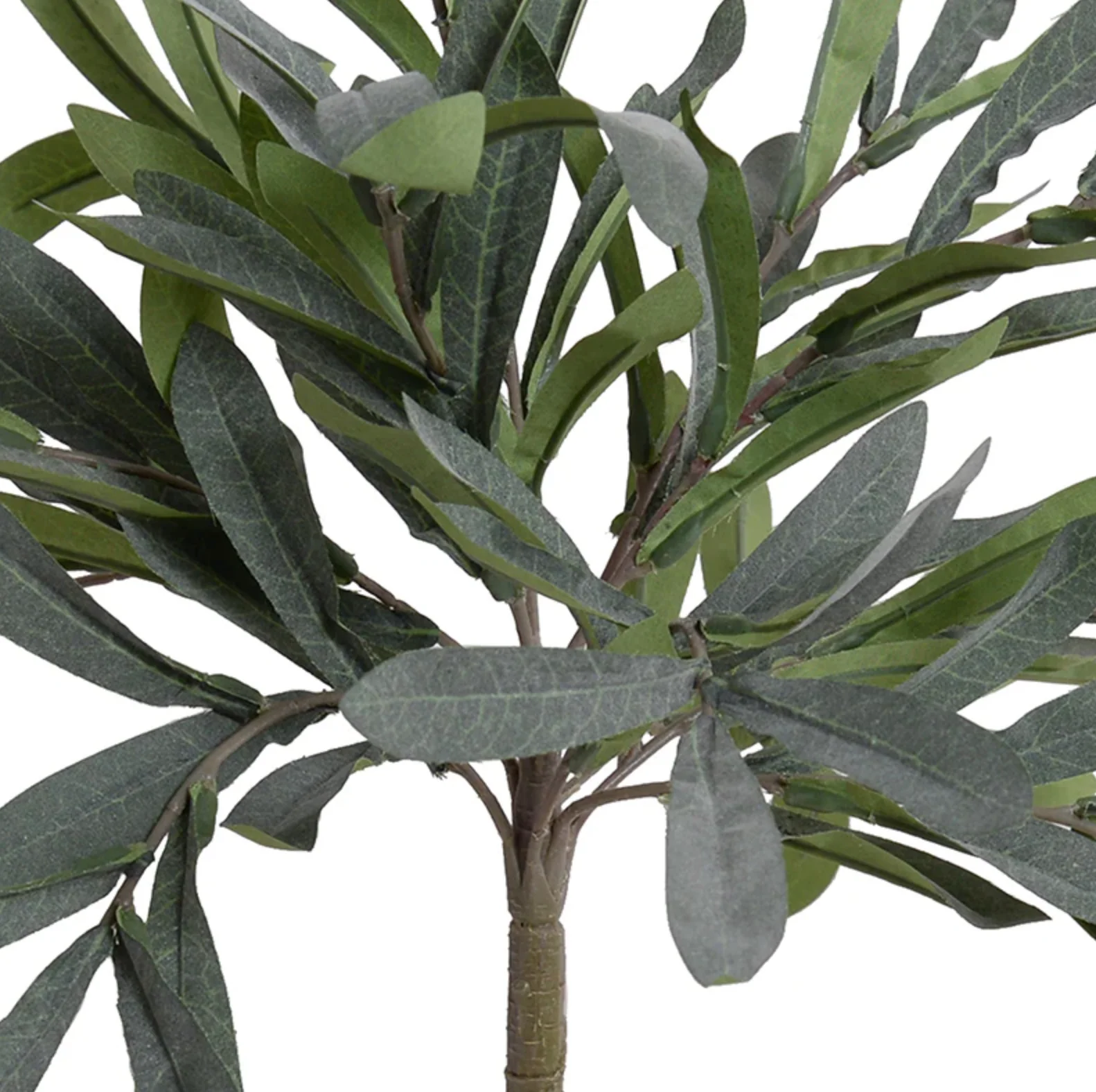 Olive Leaf Topiary - Image 3