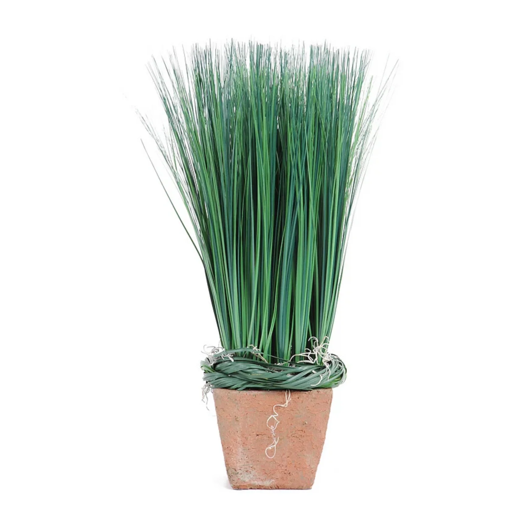 Onion Grass in Terra Cotta Pot - Image 1