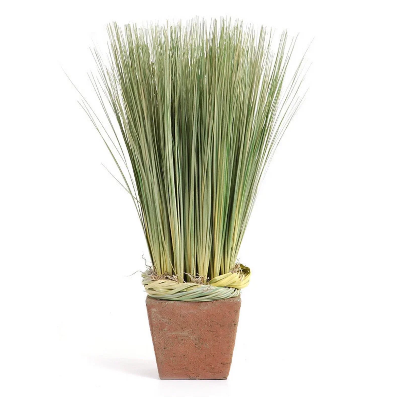 Onion Grass in Terra Cotta Pot - Image 2