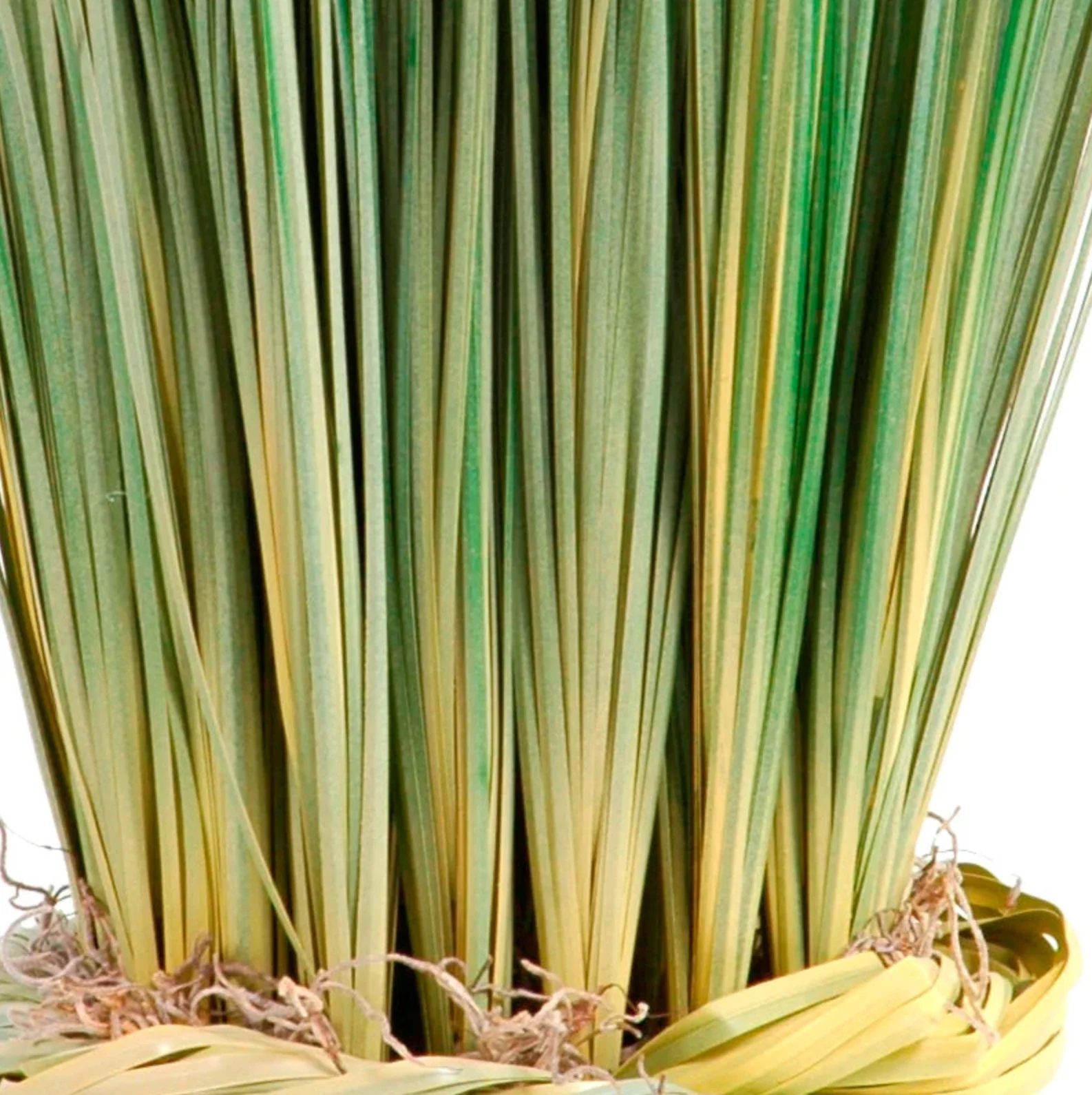 Onion Grass in Terra Cotta Pot - Image 3