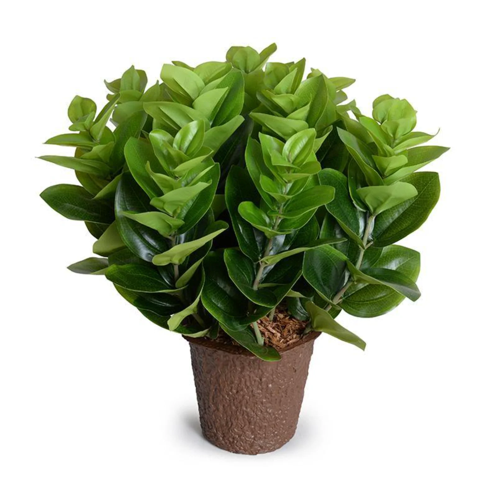 Peperomia Plant - Image 1