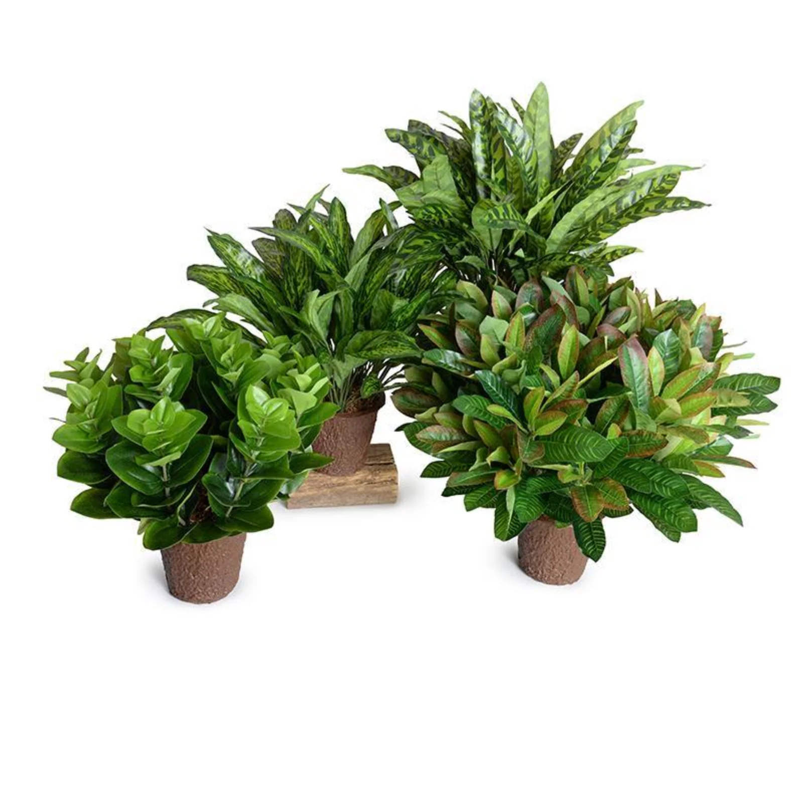 Peperomia Plant - Image 3