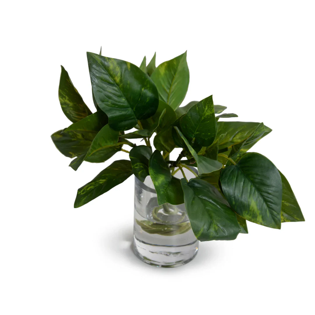 Pothos in Glass Vase - Image 1