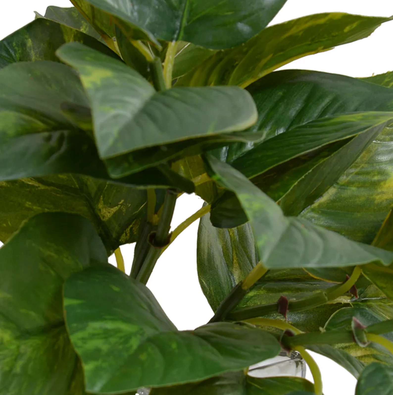Pothos in Glass Vase - Image 2