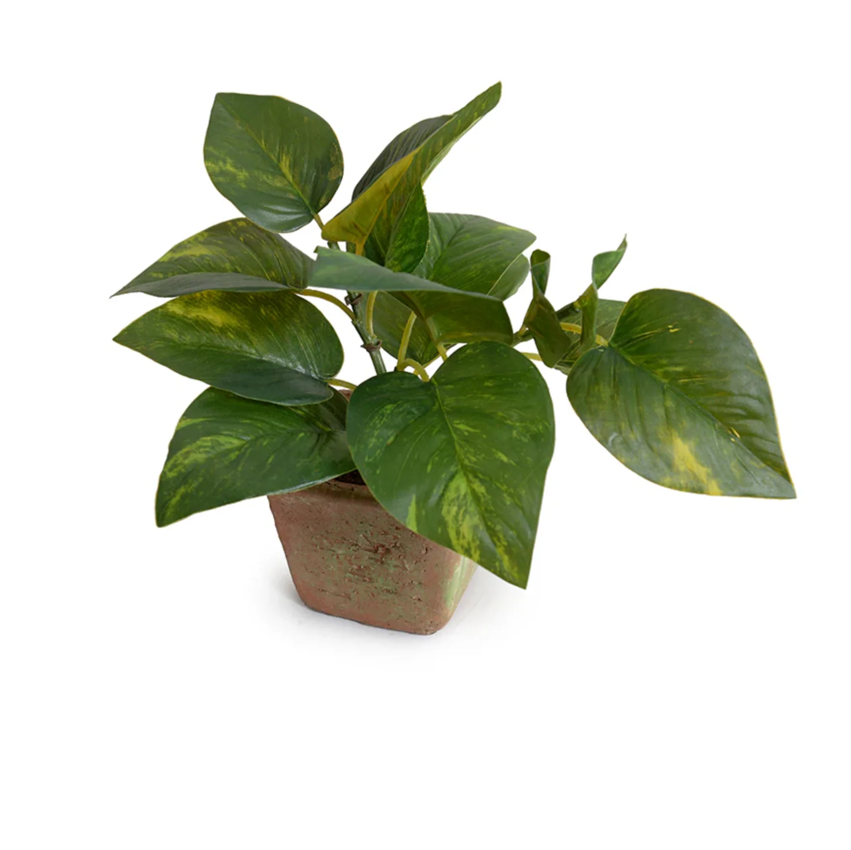 Pothos in Terracotta - Image 1
