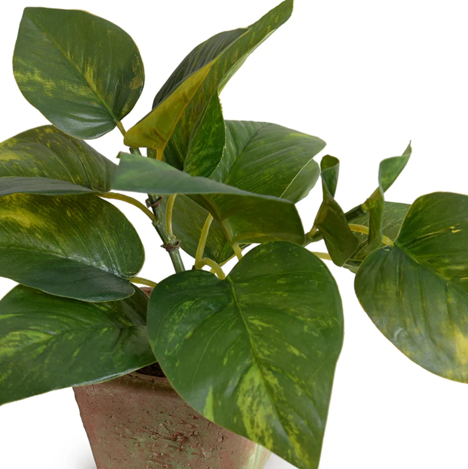 Pothos in Terracotta - Image 2