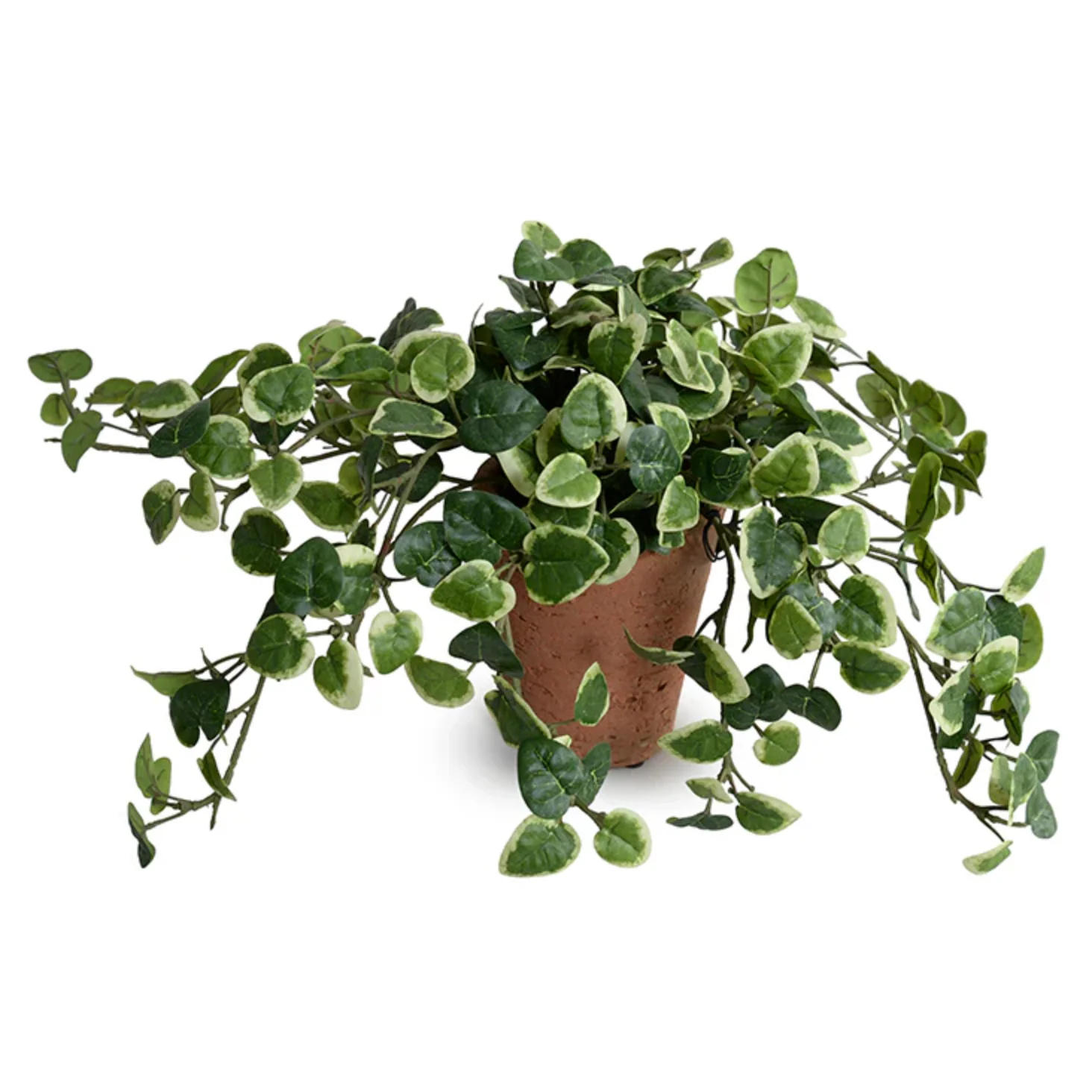 Pumila in Terracotta Tom pot - Image 1