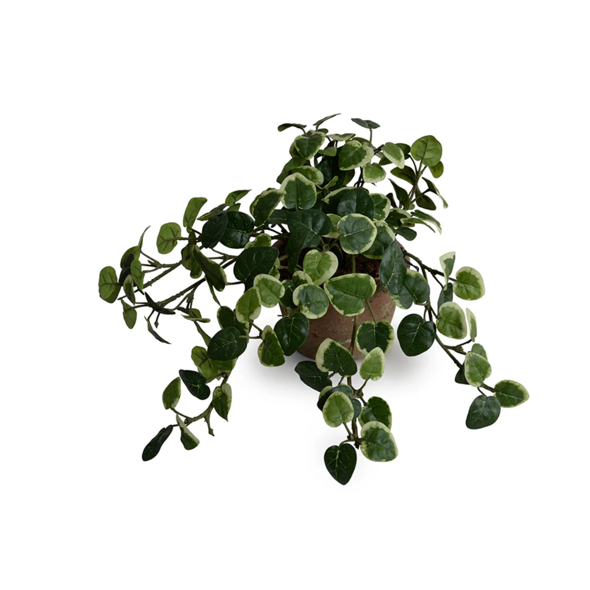 Pumila Plant in clay pot - Image 1