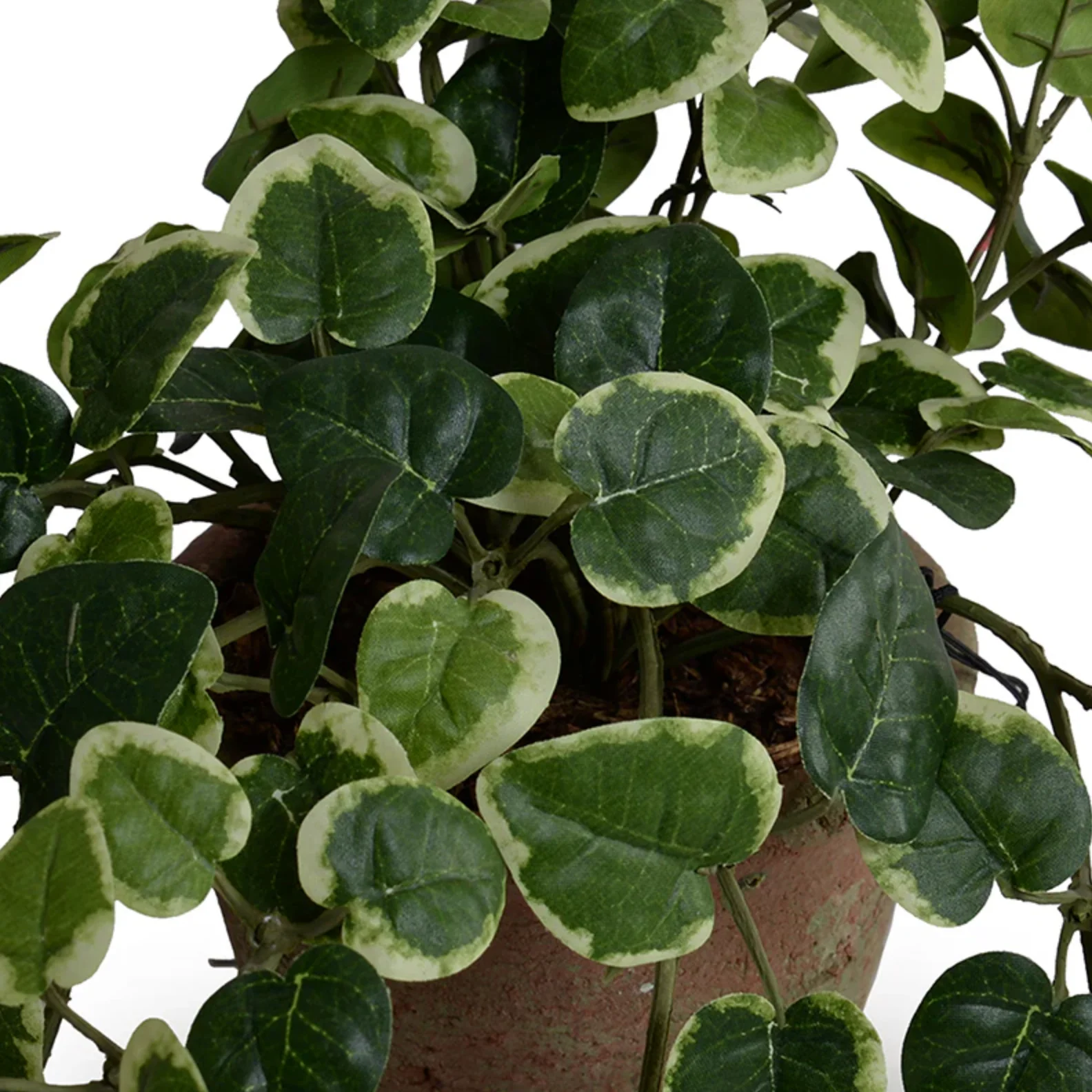 Pumila Plant in clay pot - Image 2