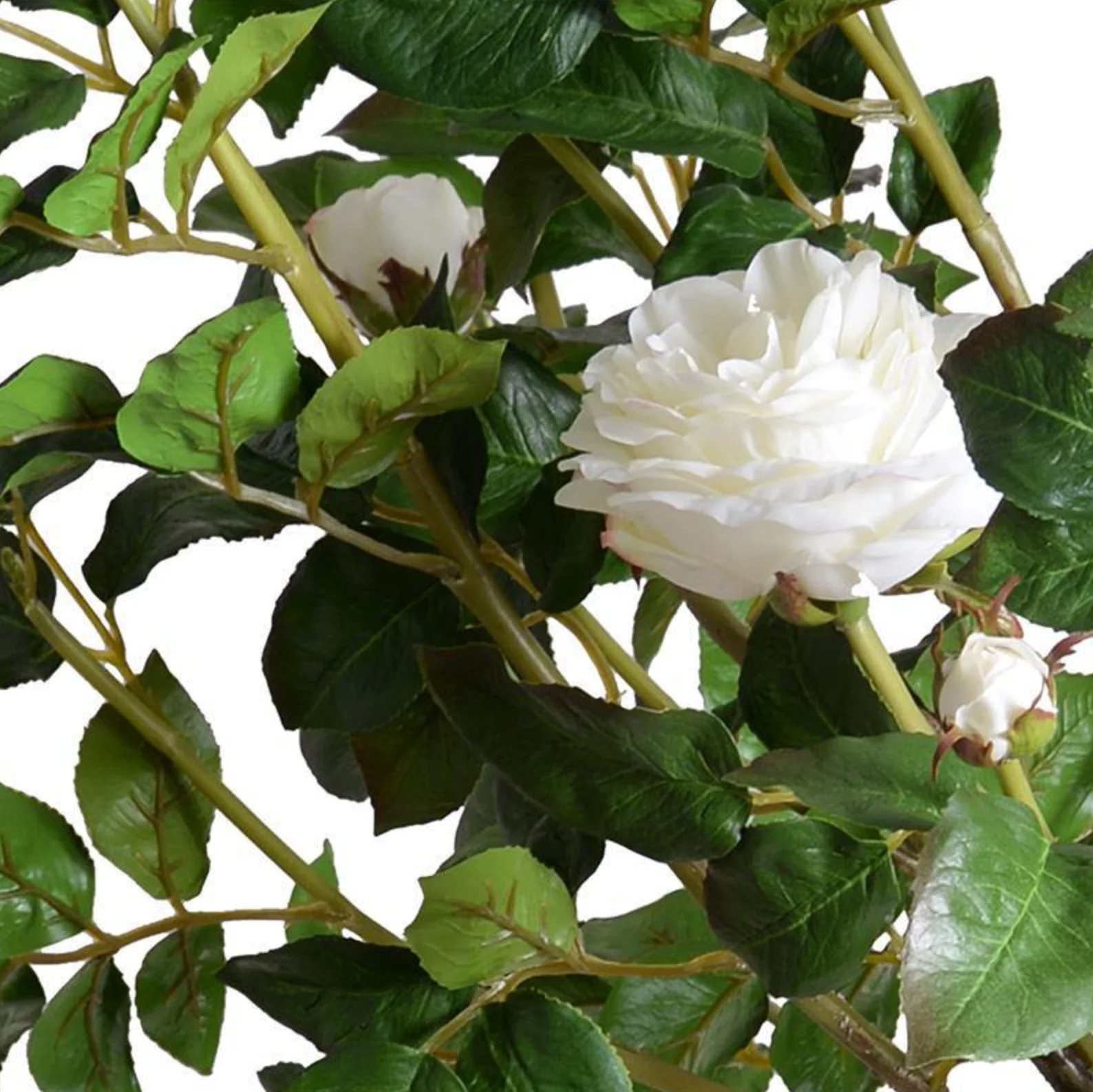 Rose Topiary - Image 2