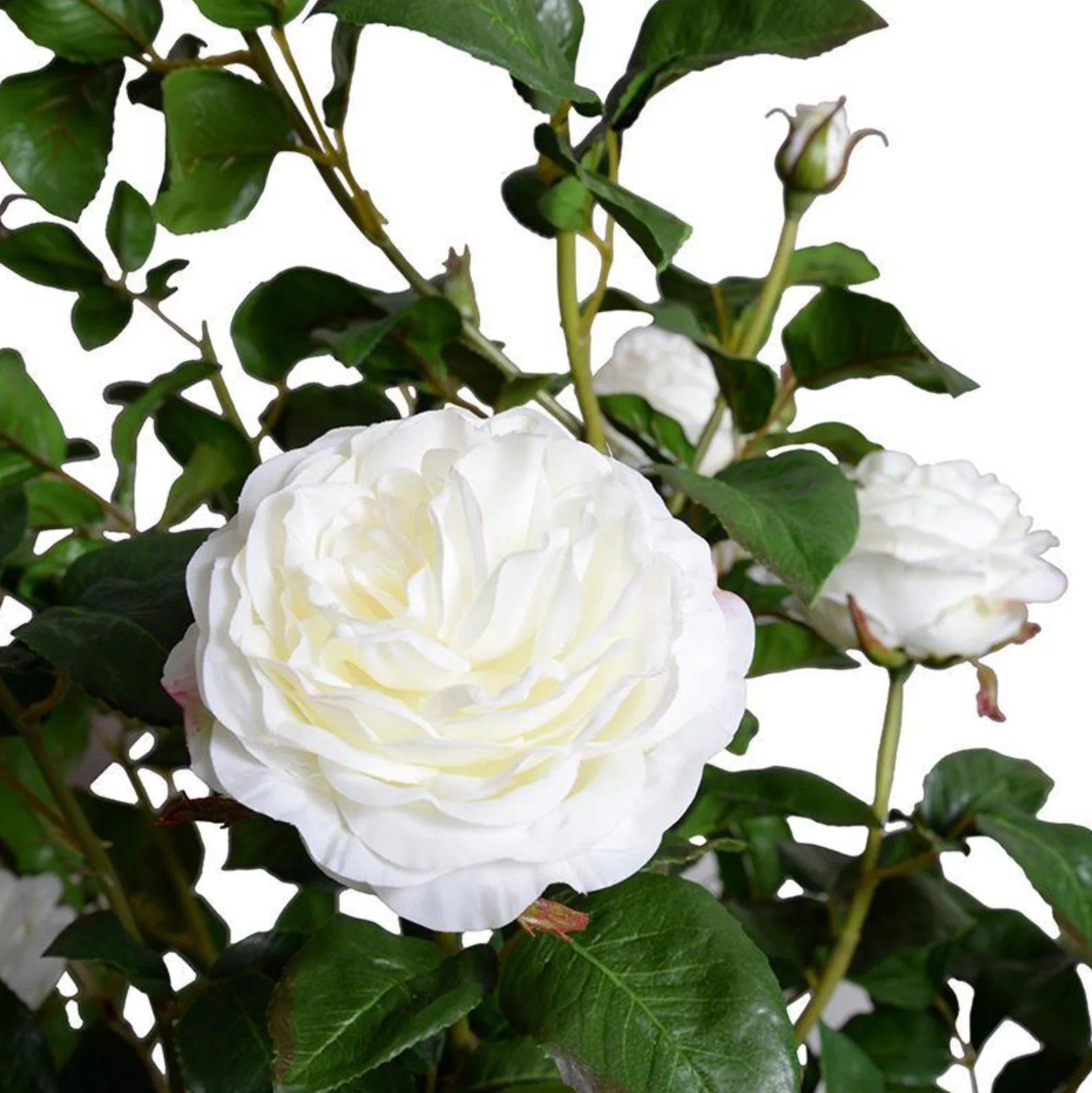Rose Topiary - Image 3