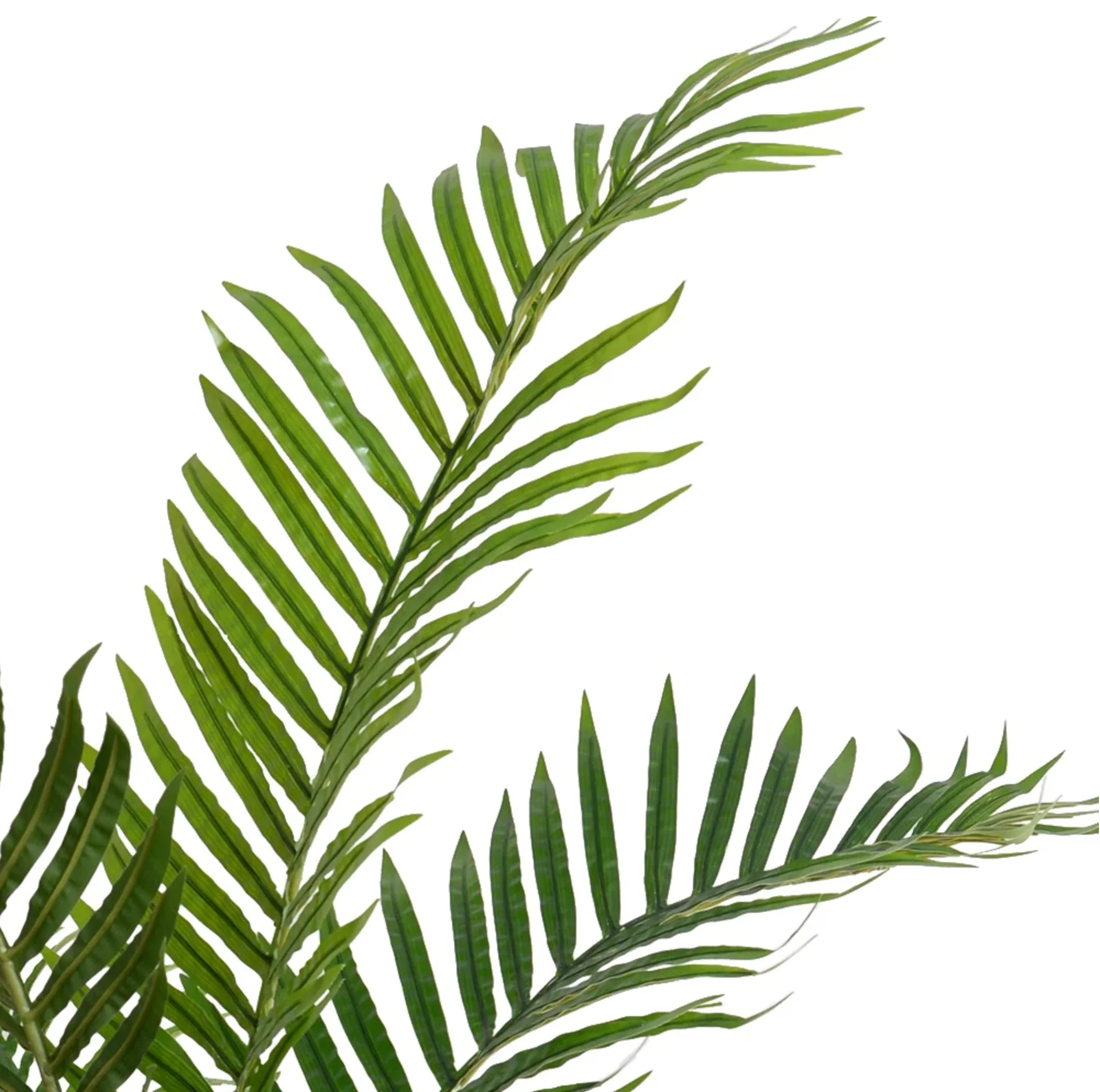 Kentia Palm Tree - Image 2
