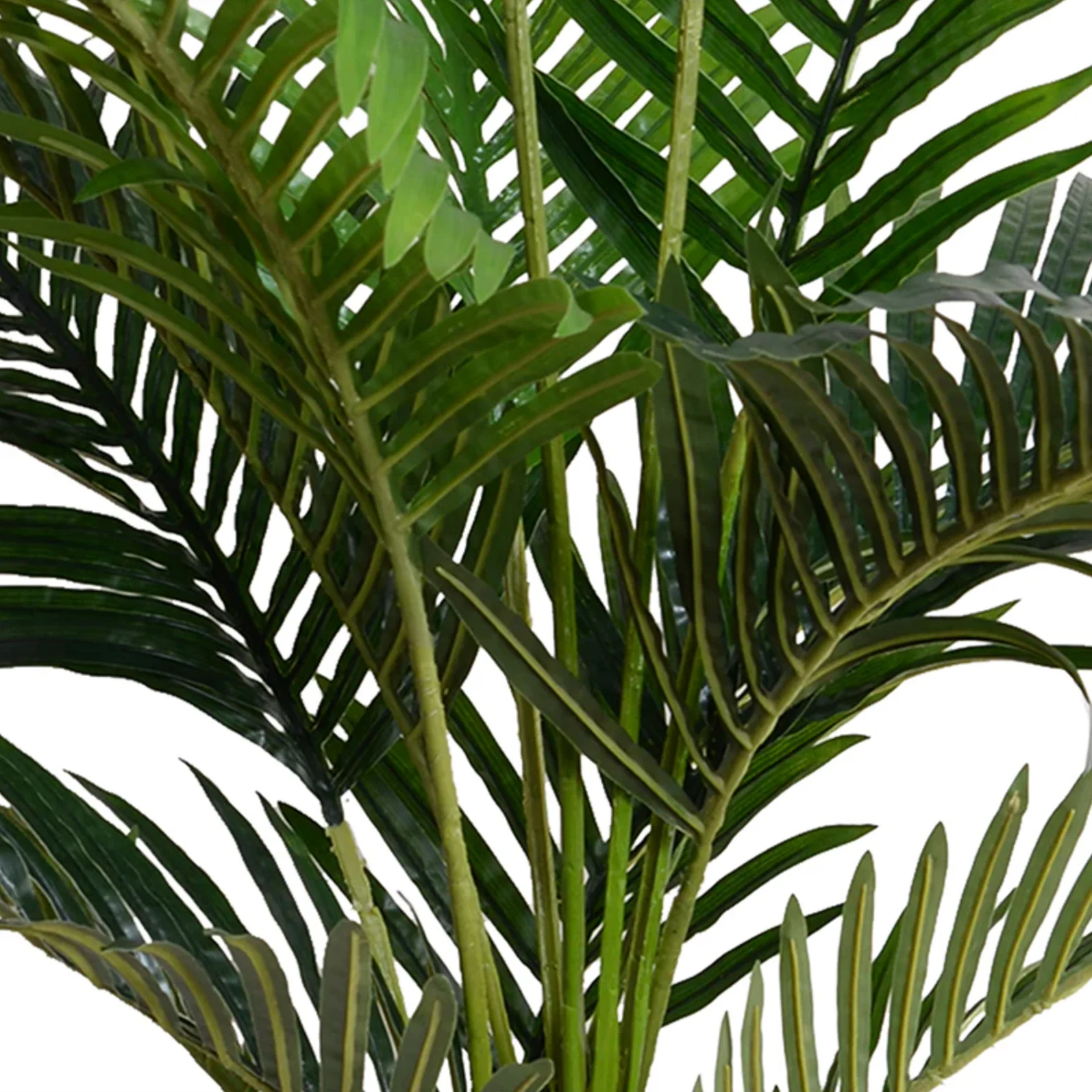 Kentia Palm Tree - Image 3
