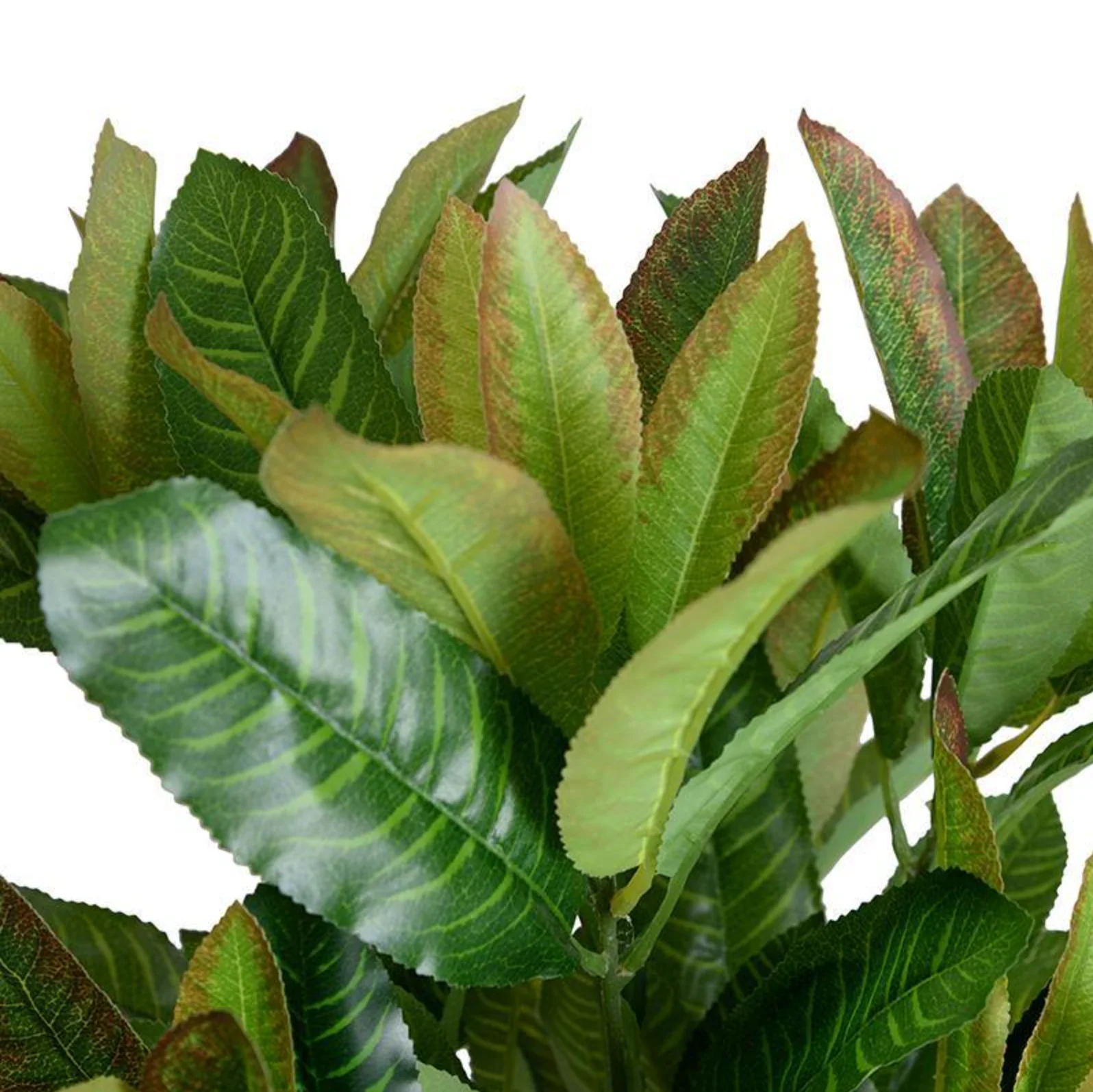 Aglaonema Branch - Image 2