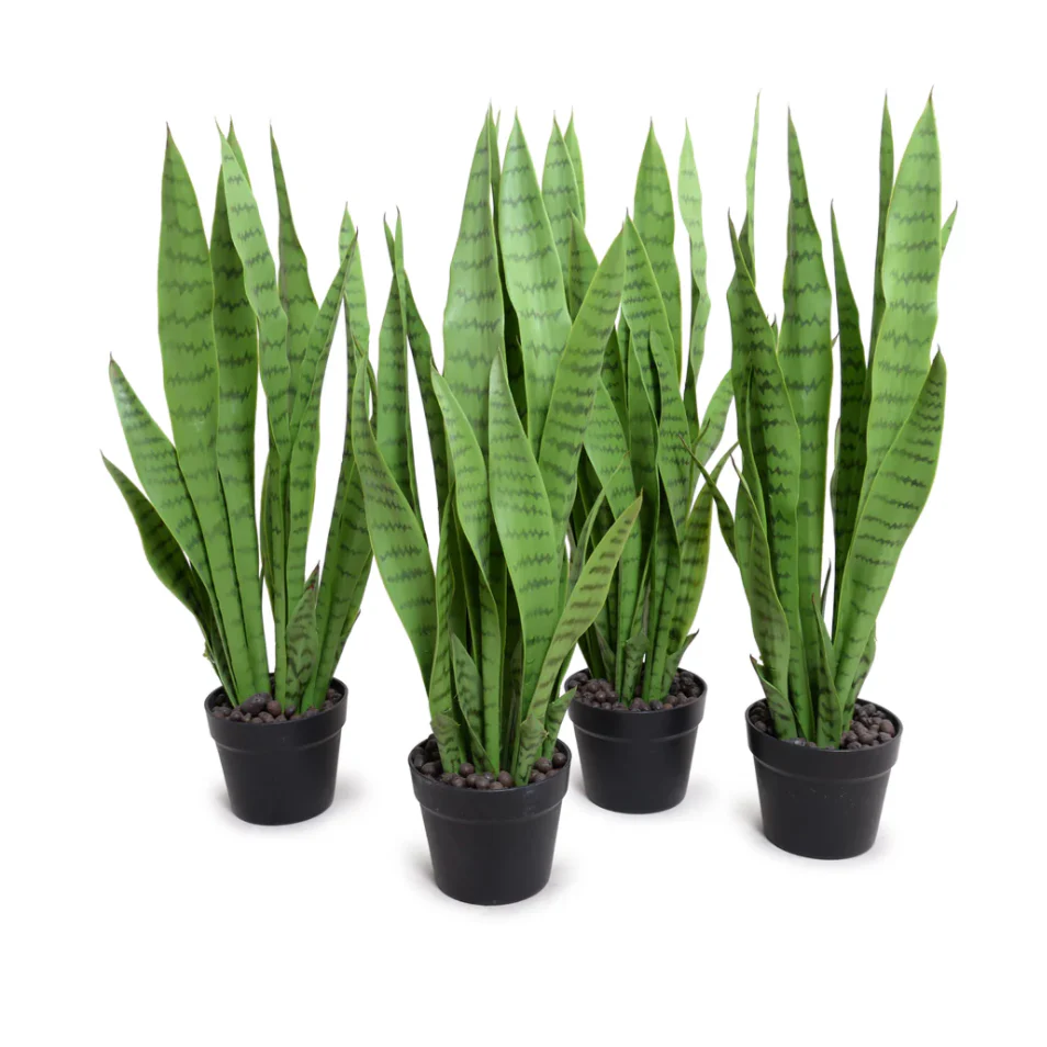 Snake Plant - Image 1