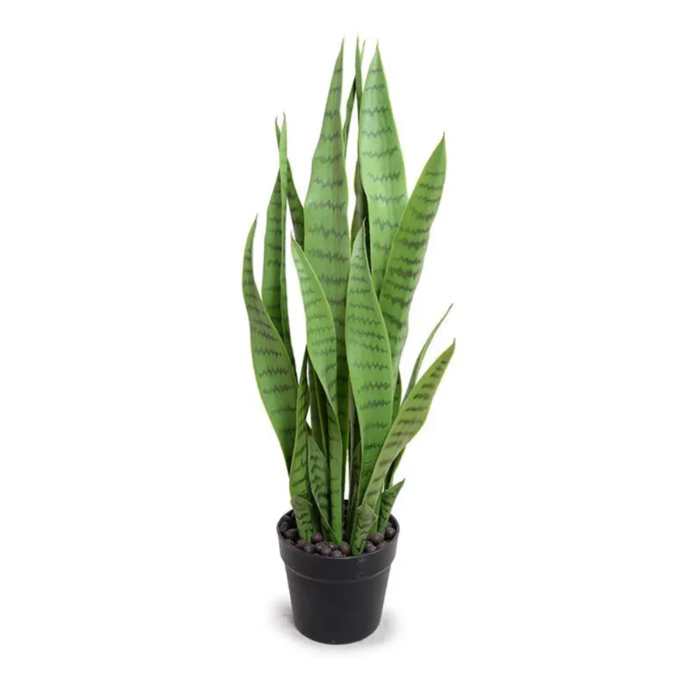 Snake Plant - Image 2