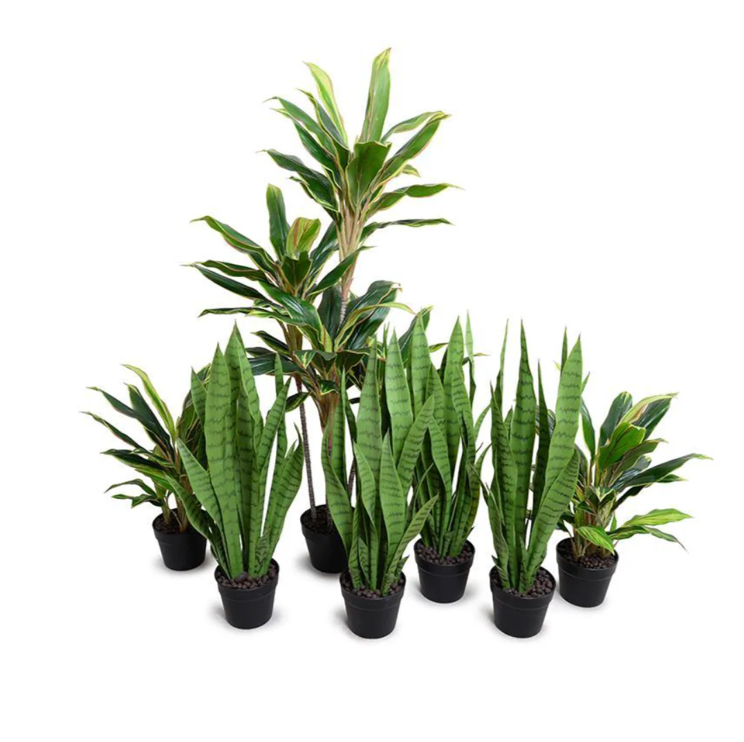 Snake Plant - Image 3