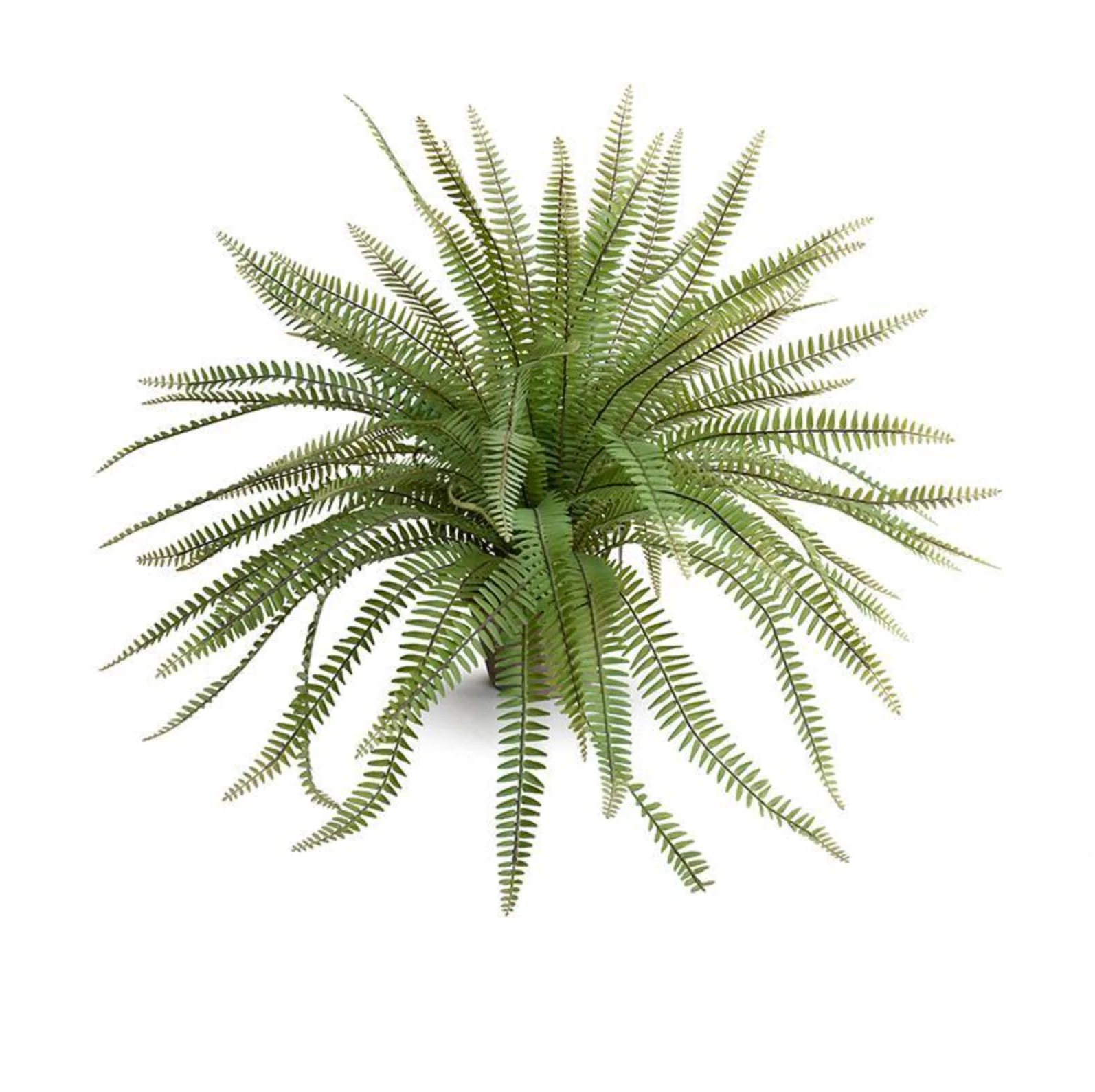 Sword Fern - Image 1