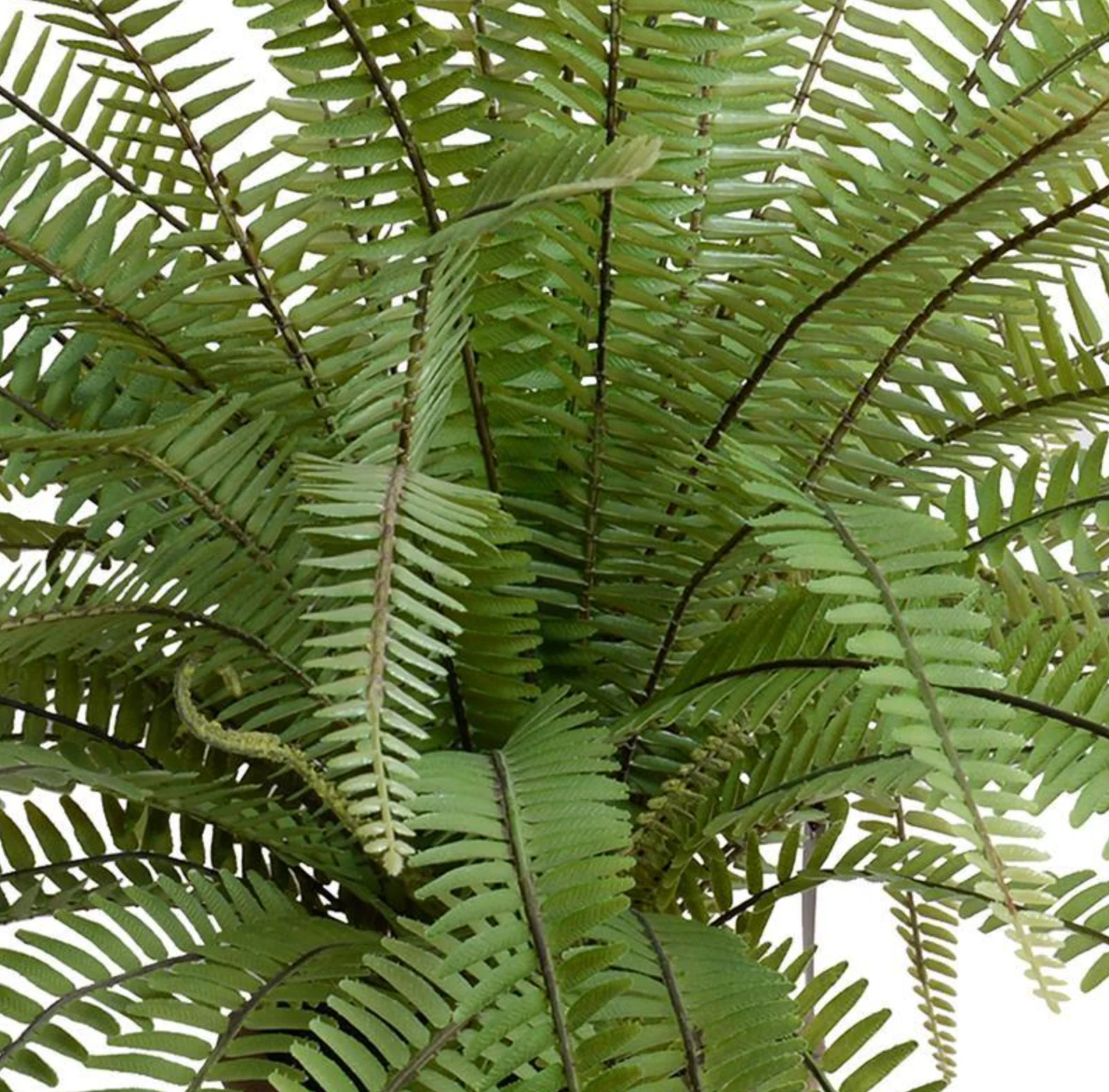 Sword Fern - Image 2