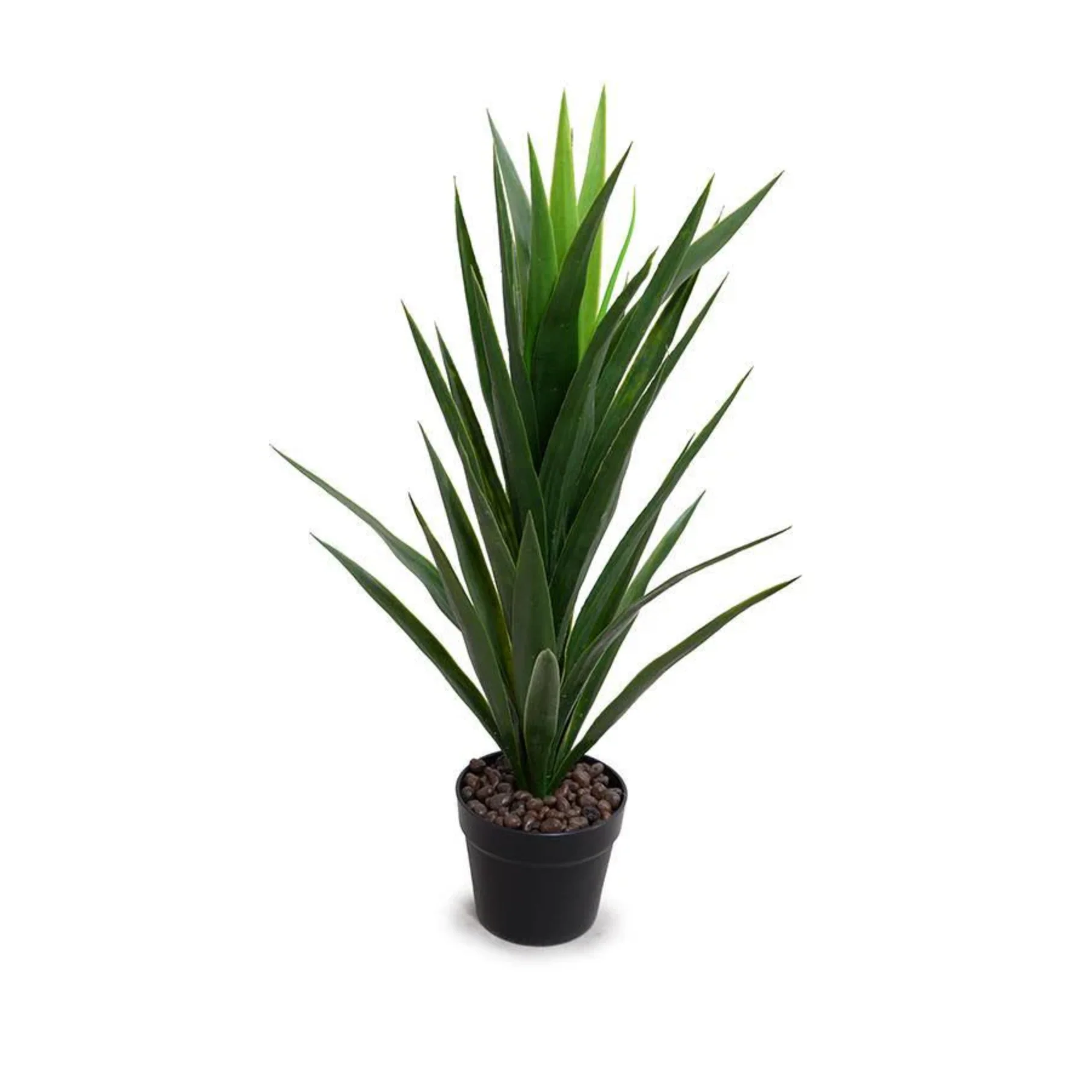 Yucca Plant - Image 1