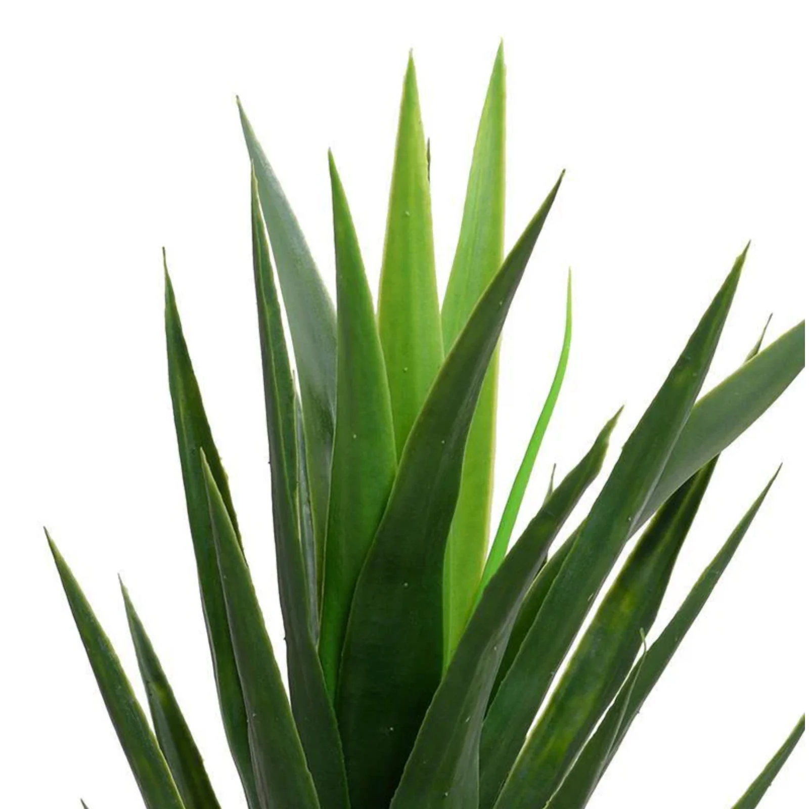 Yucca Plant - Image 2