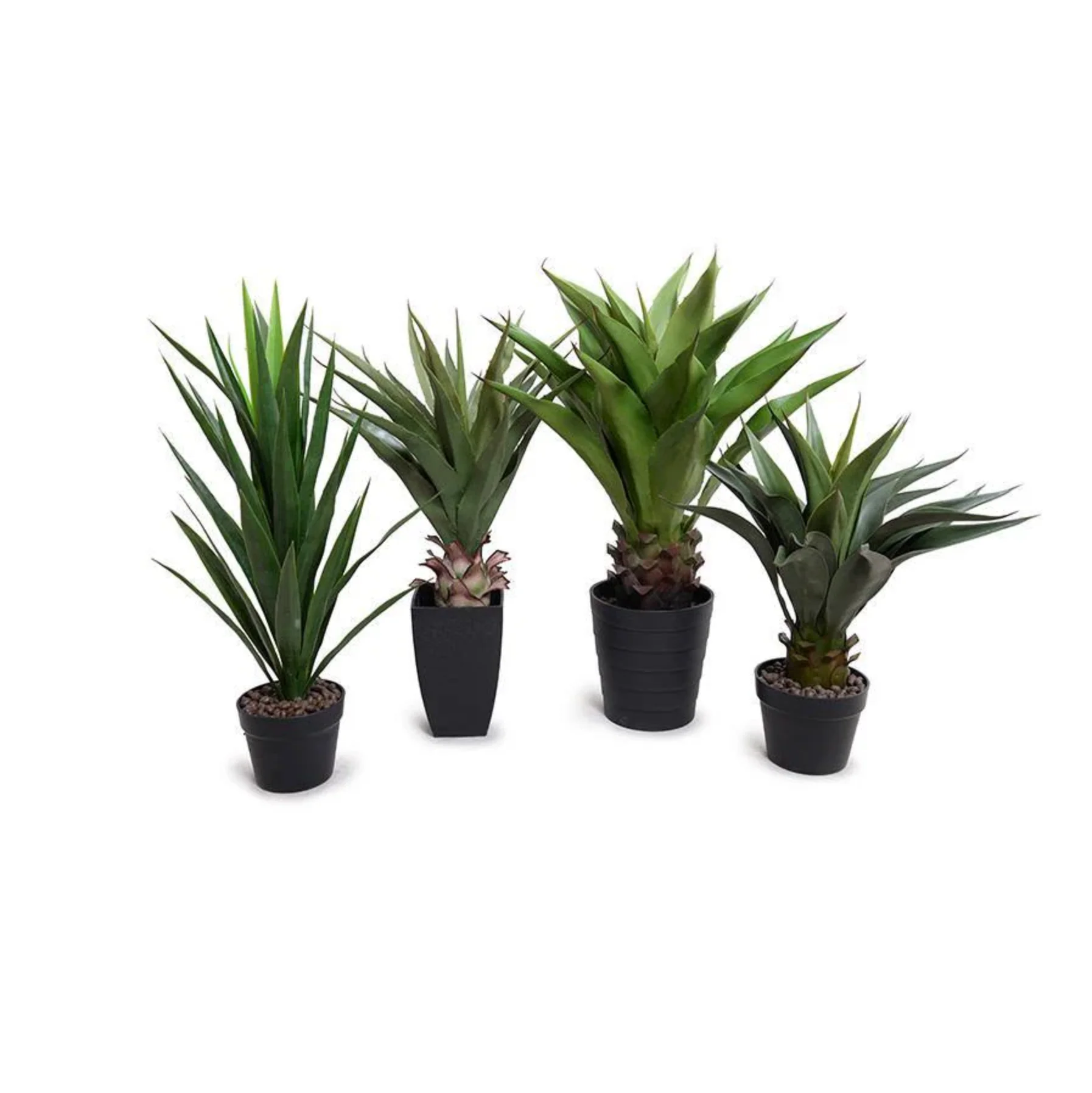 Yucca Plant - Image 3