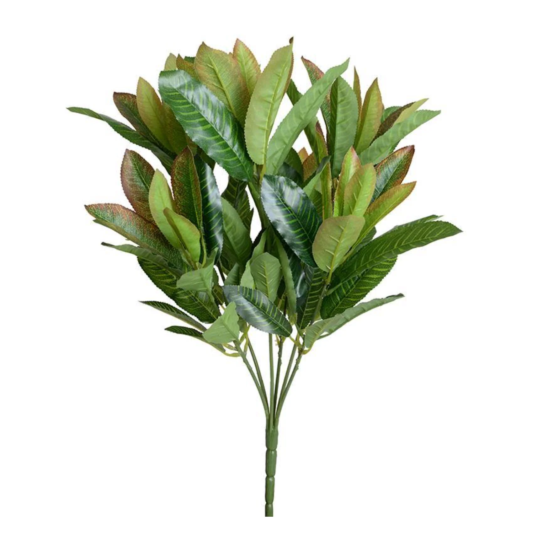 Aglaonema Branch - Image 1