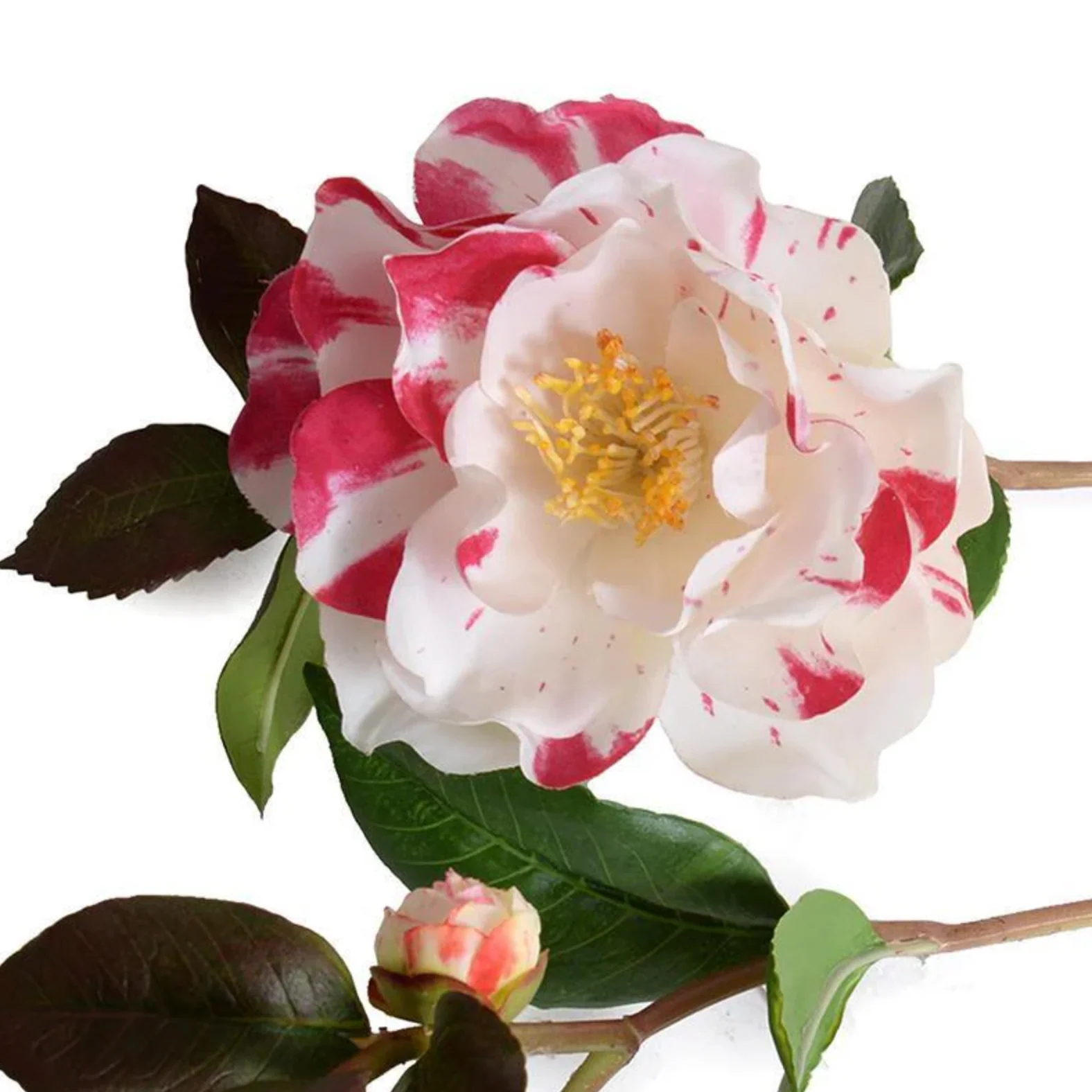Camellia Stem - Image 2
