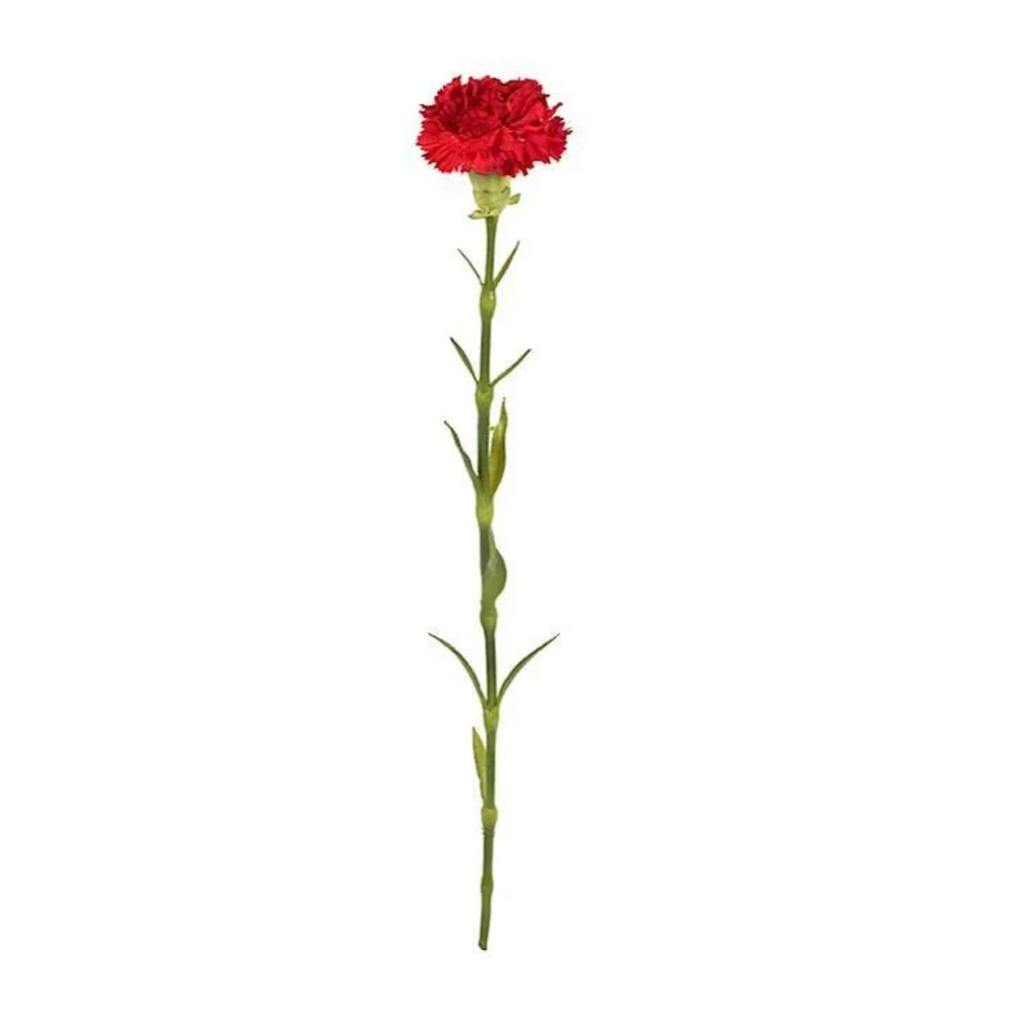 Carnation Stem - Image 1