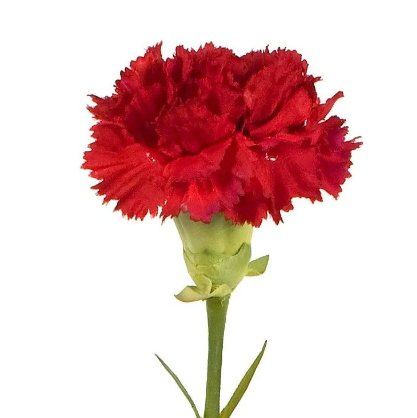 Carnation Stem - Image 2