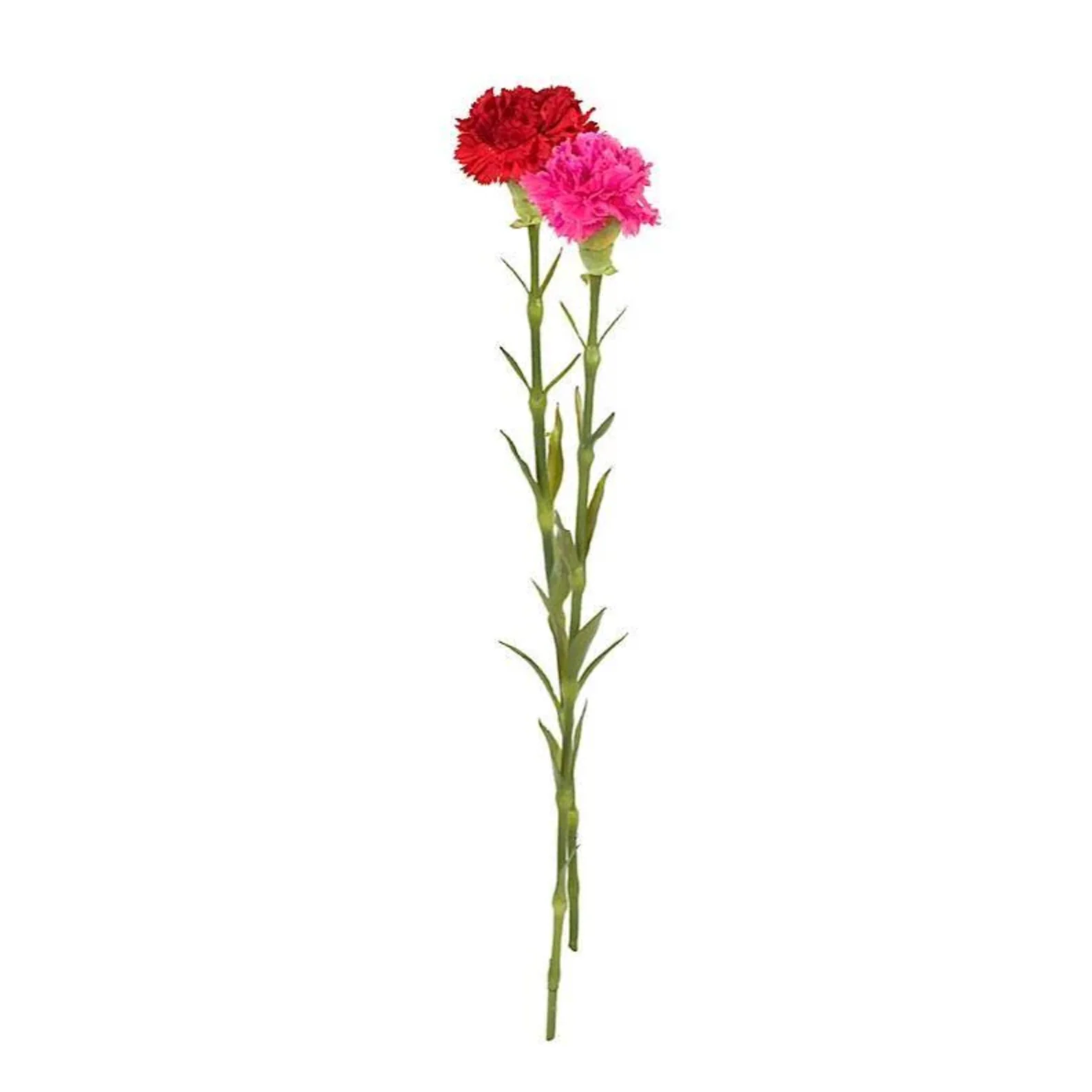 Carnation Stem - Image 3
