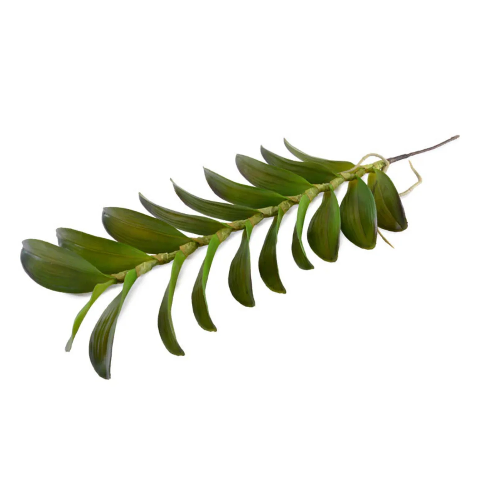 Aranda Orchid Leaf - Image 1