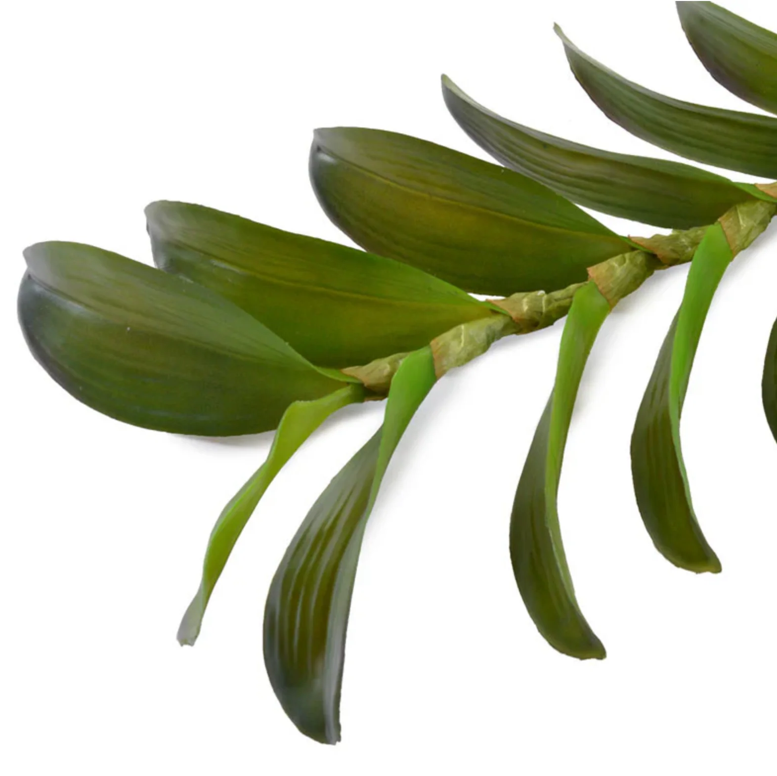 Aranda Orchid Leaf - Image 2