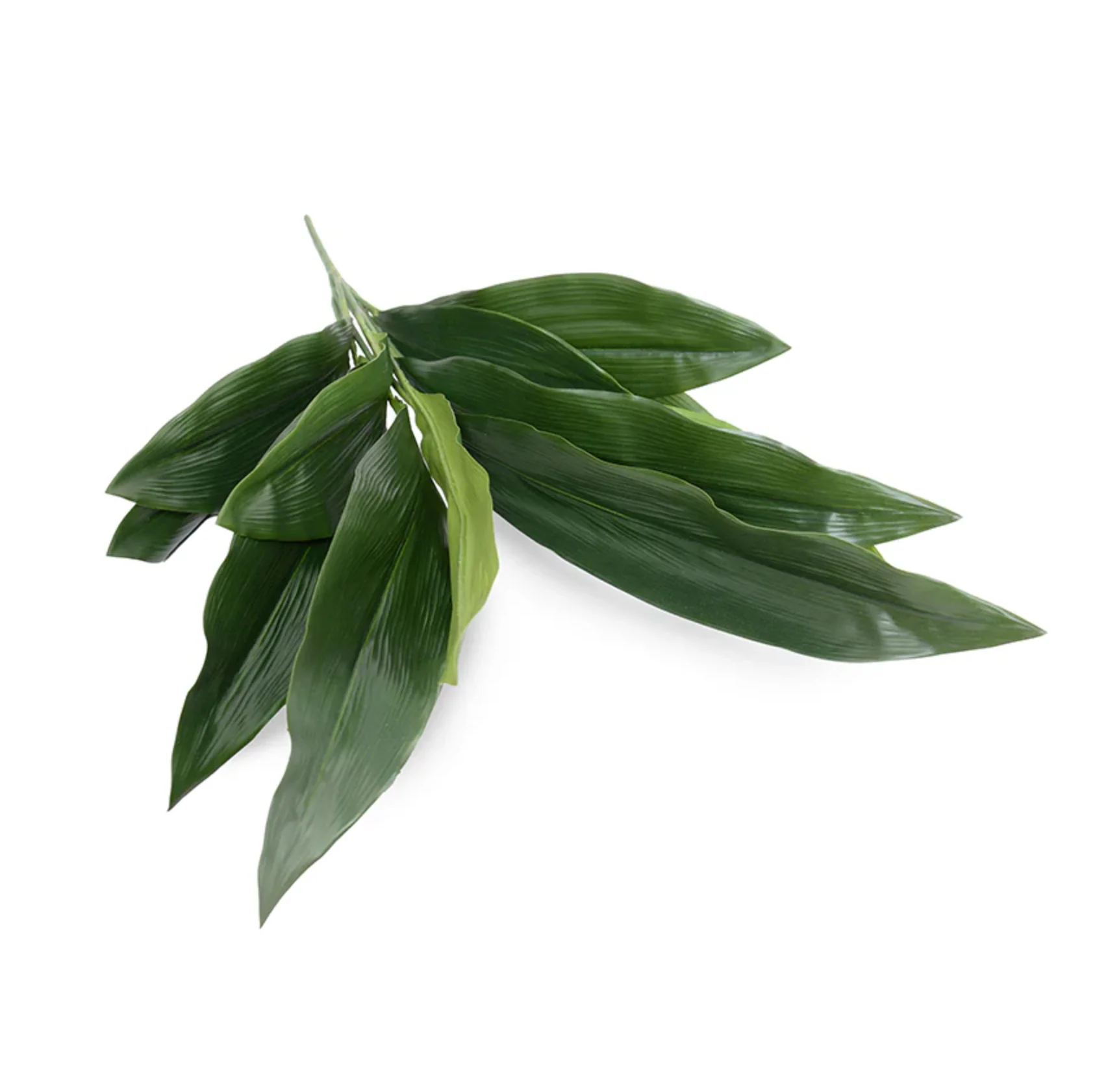 Aspidistra Bush - Image 1