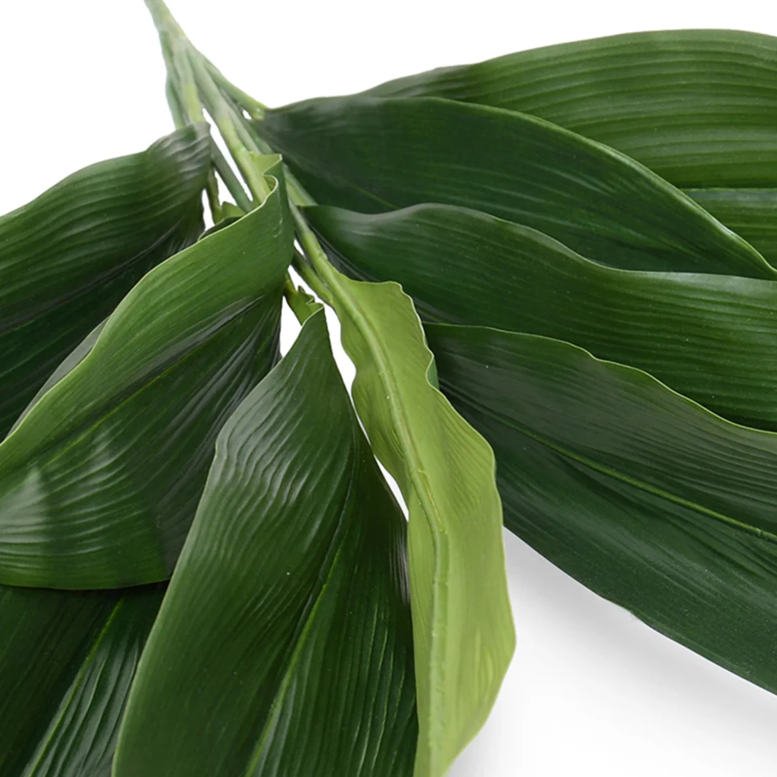 Aspidistra Bush - Image 2