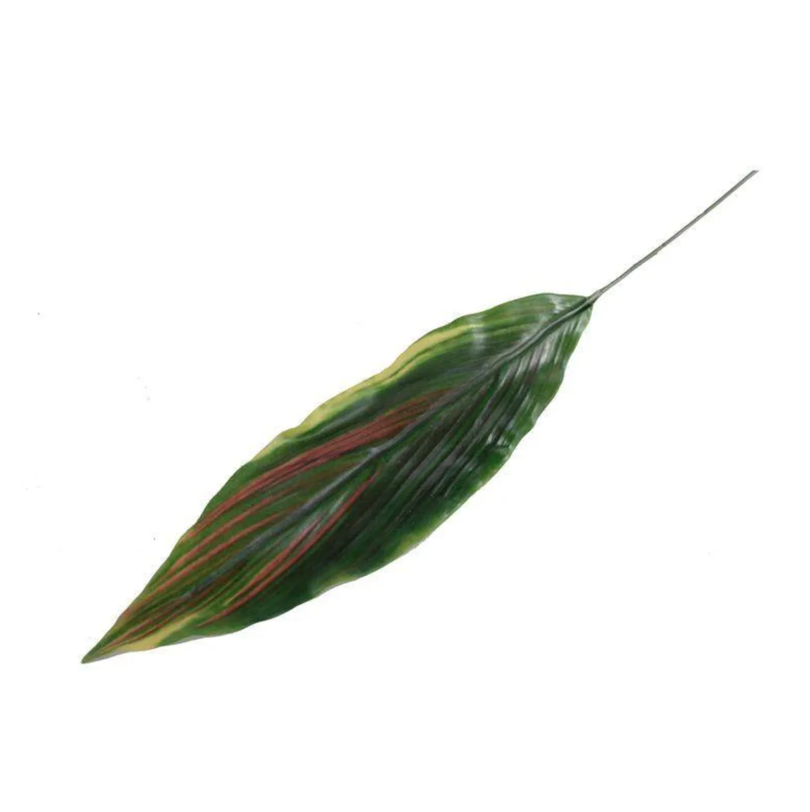 Aspidistra Leaf - Image 1