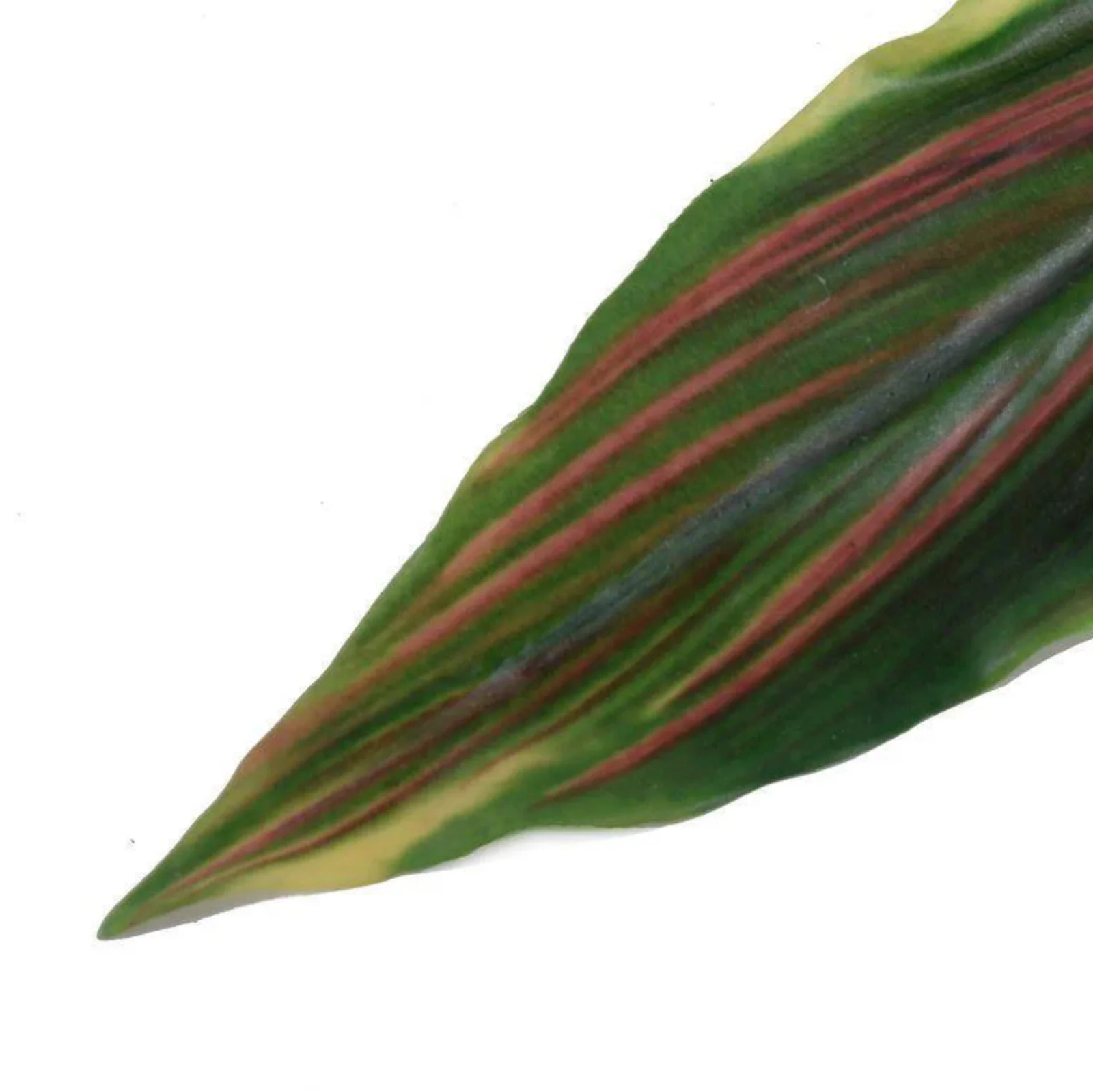 Aspidistra Leaf - Image 2