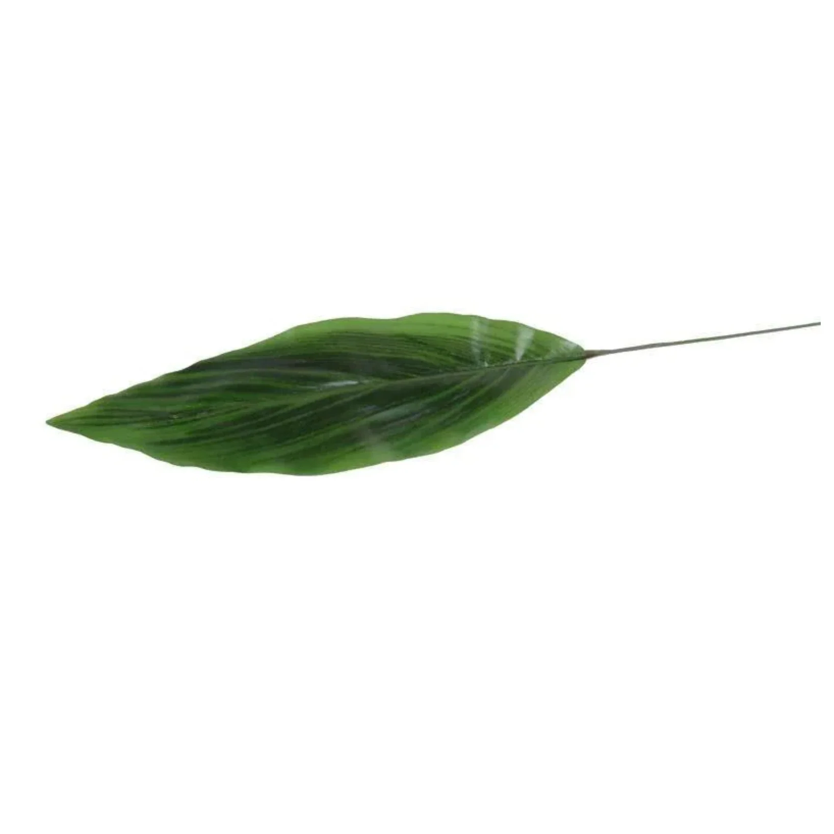 Aspidistra Leaf - Image 3