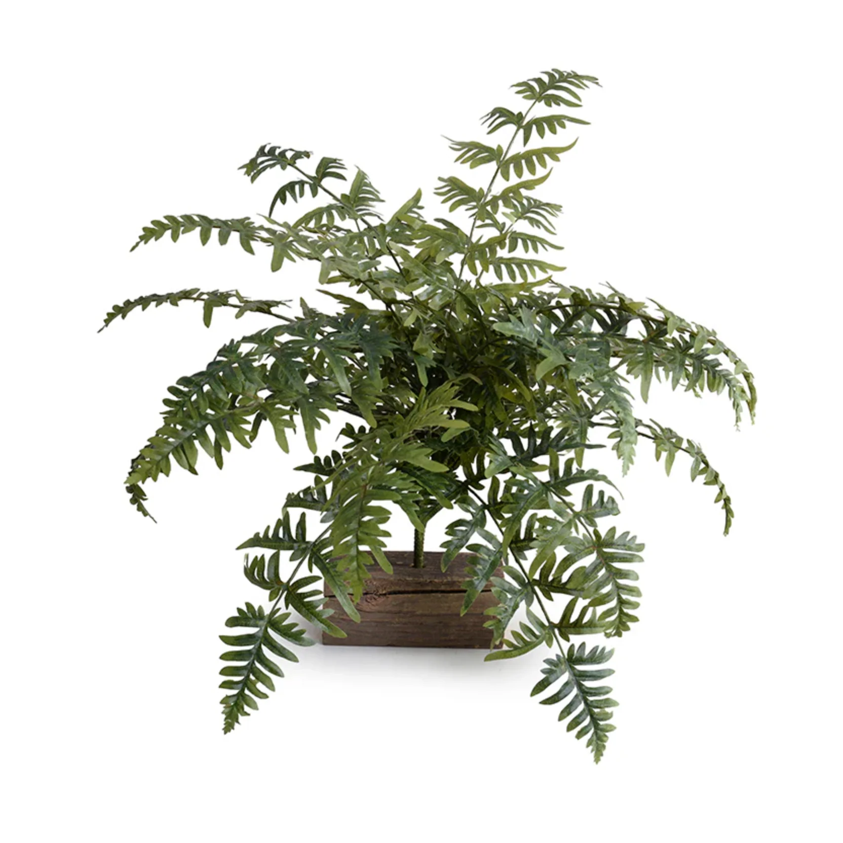 Athyrium Lady Fern Spray - Image 1