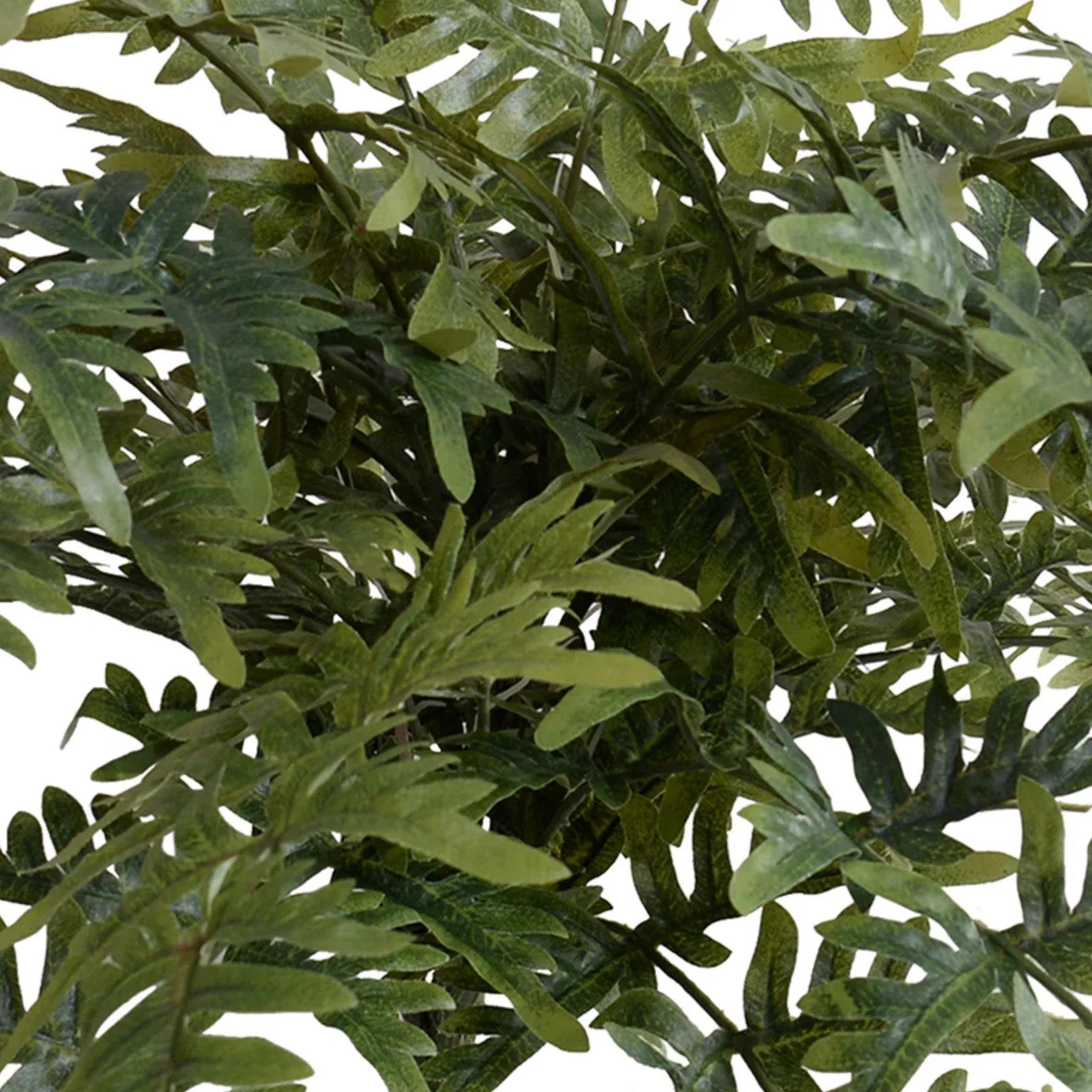 Athyrium Lady Fern Spray - Image 2