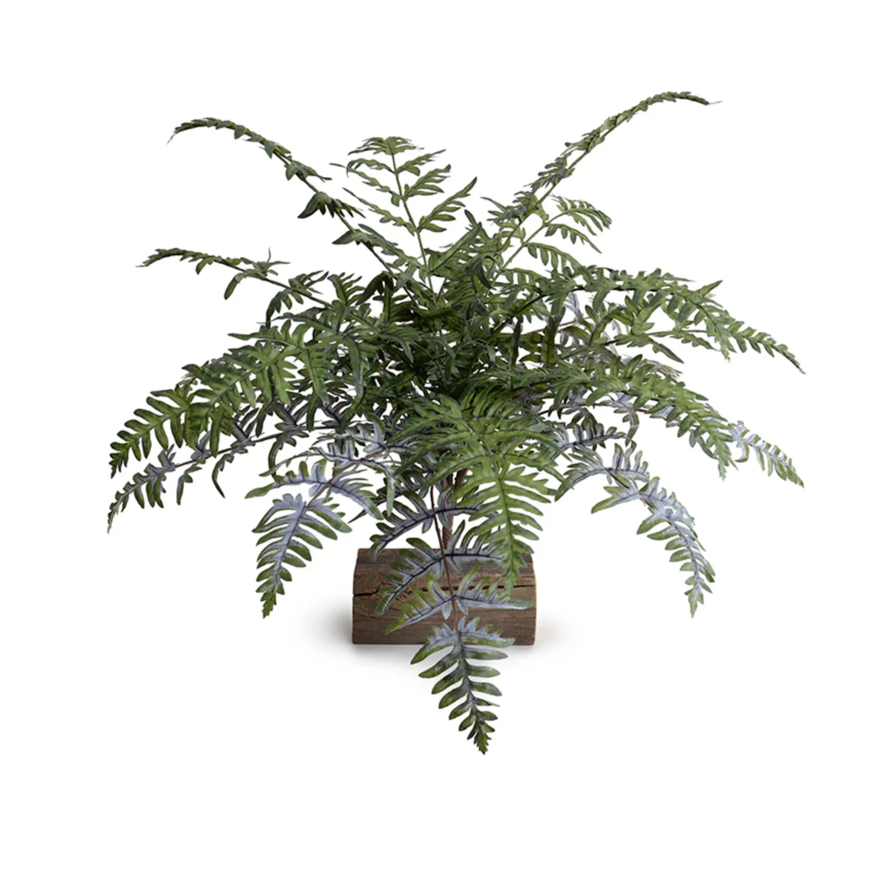 Athyrium Lady Fern Spray - Image 3