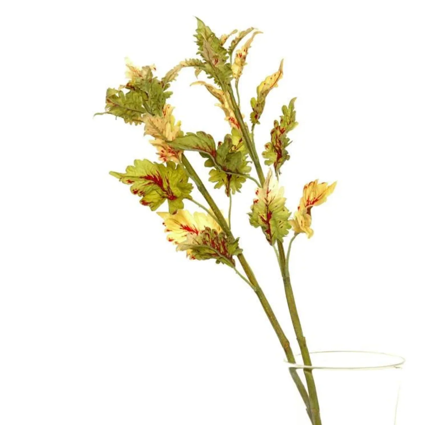 Coleus Stem - Image 1