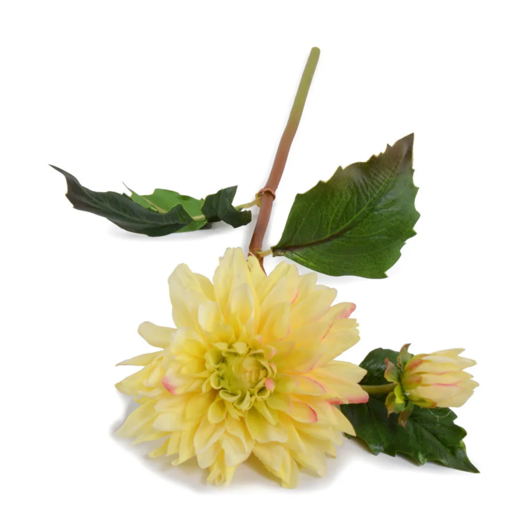 Dahlia Stem - Image 1