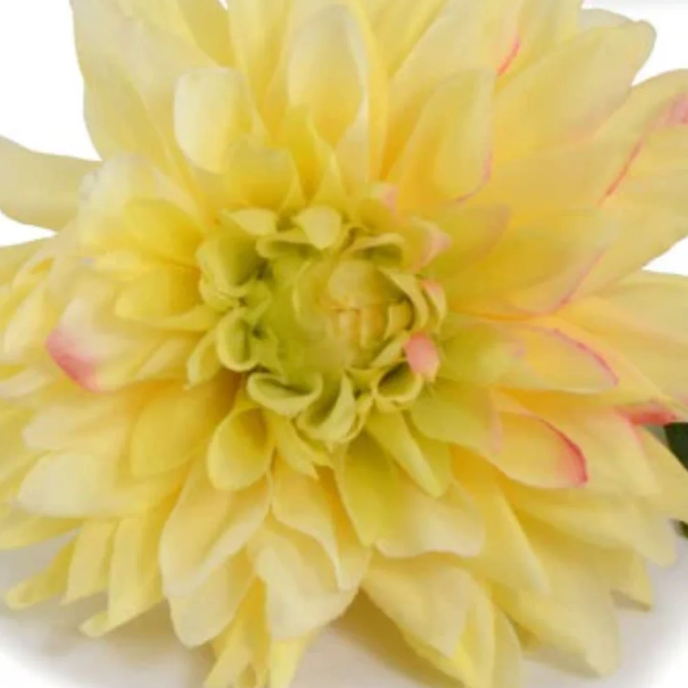 Dahlia Stem - Image 2