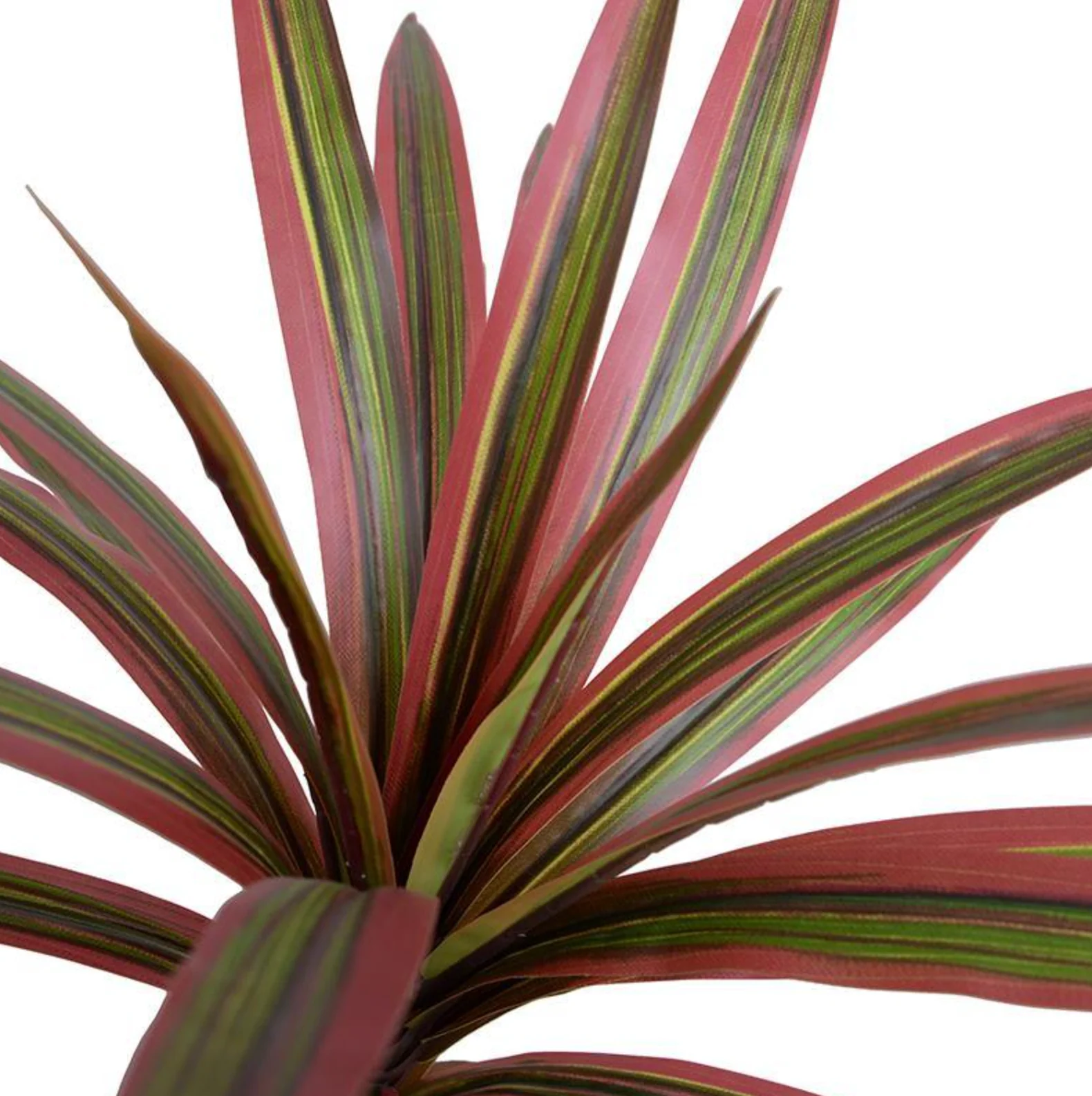 Dracaena Marginata Branch - Image 2