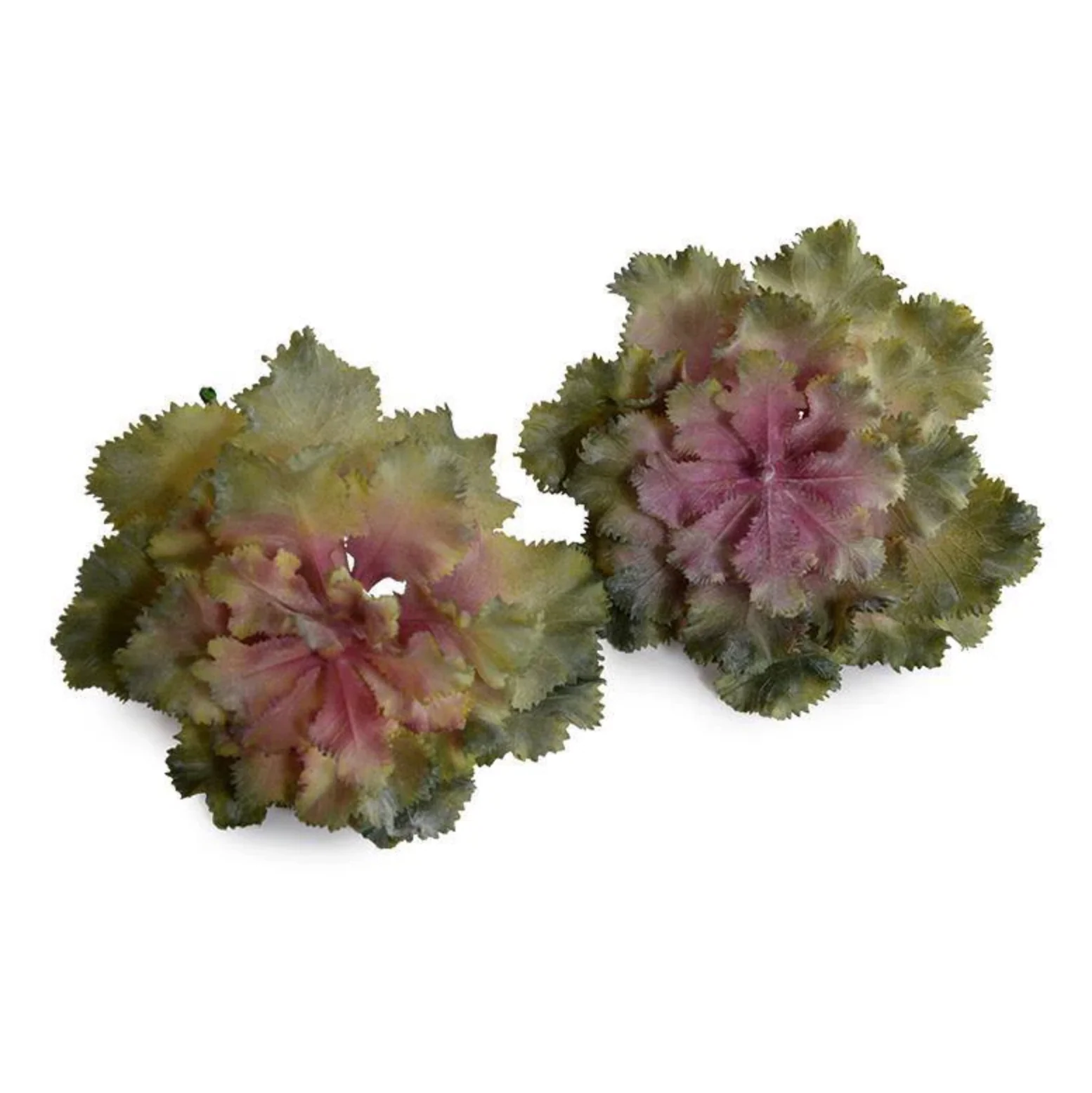 Echeveria Succulent - Image 1
