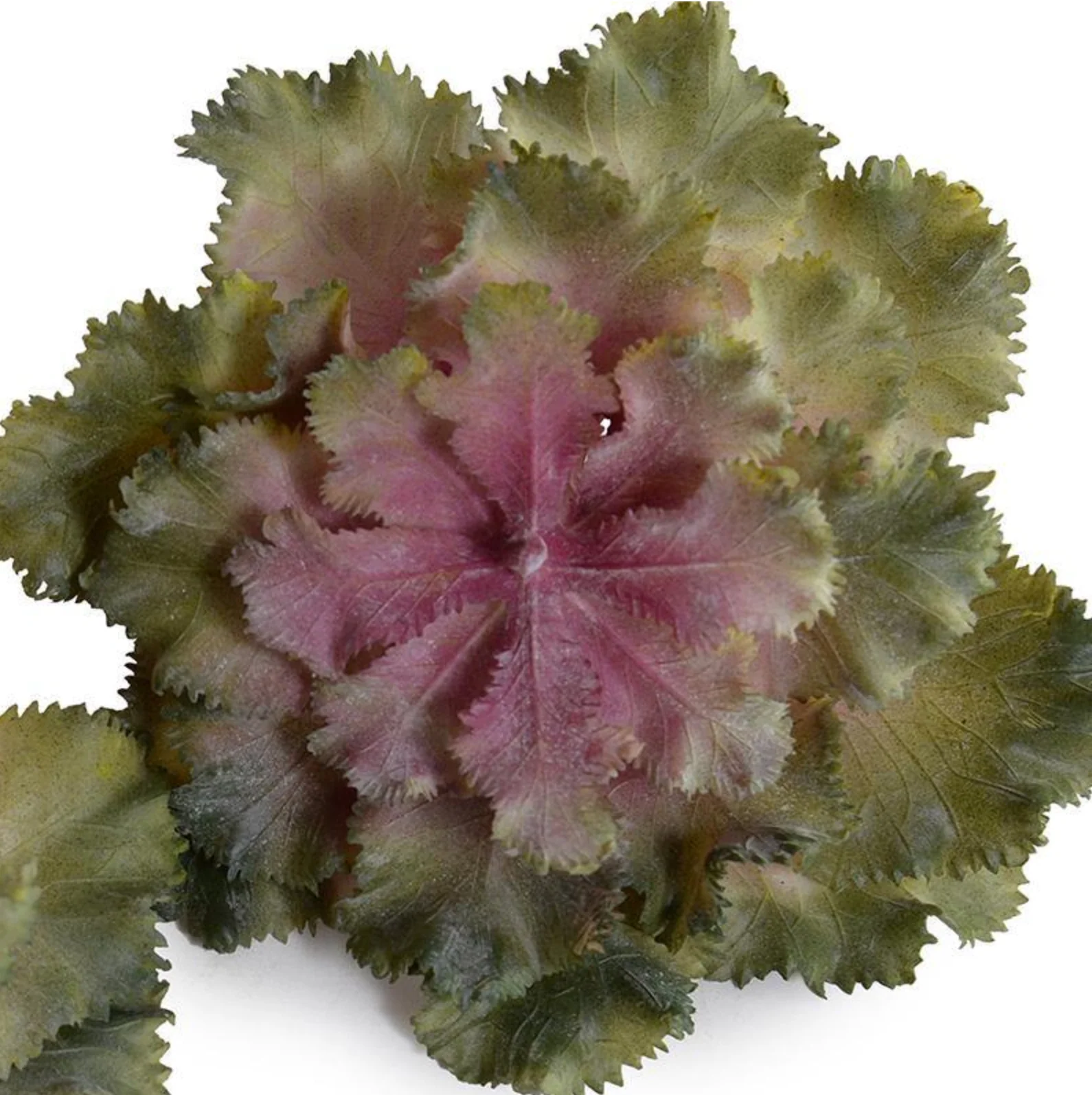 Echeveria Succulent - Image 2